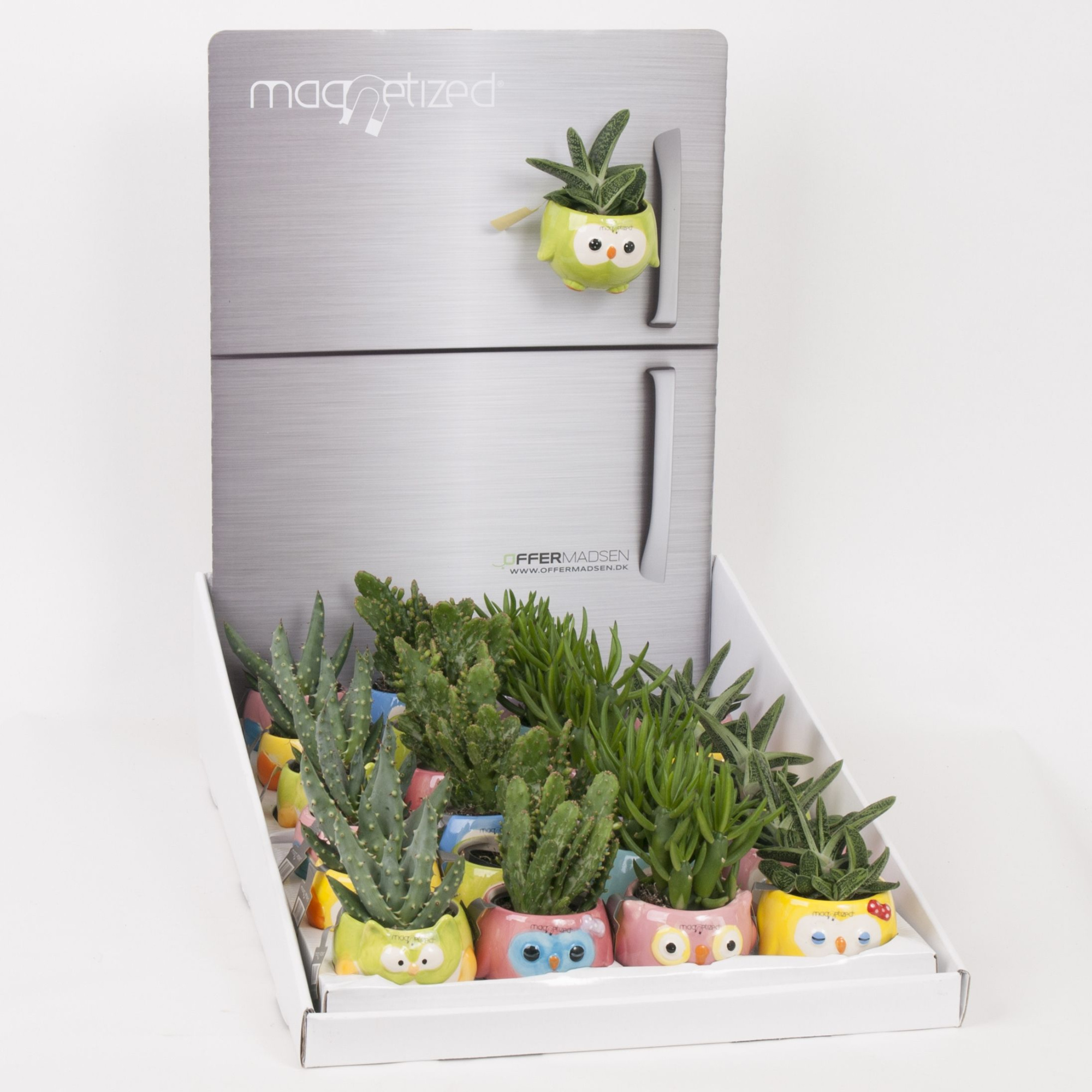 Magnetized Funny Owls in Display with Succulent mix, D 6 cm