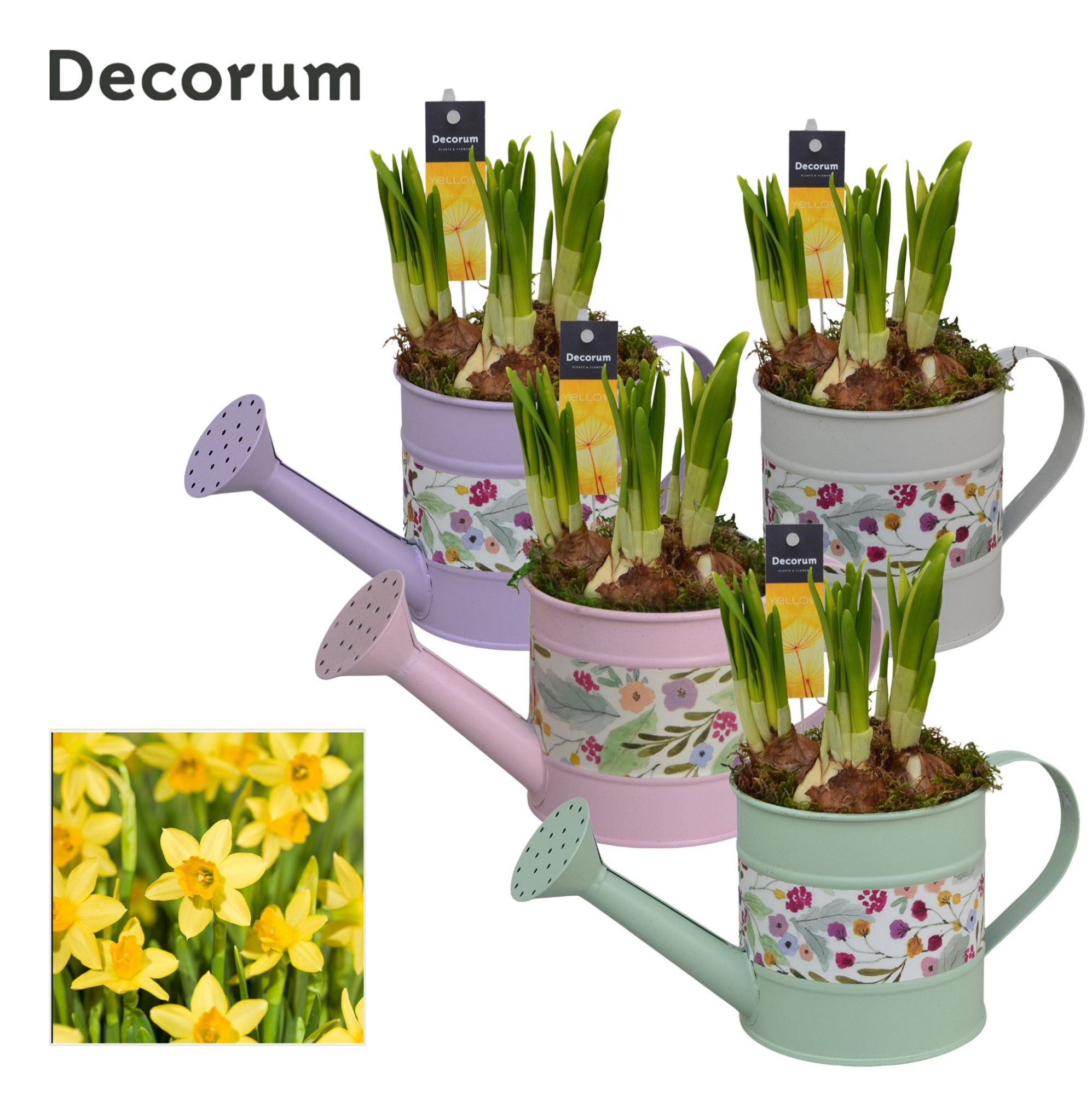Narcis Watering can Flowers GM HL14027, D 10