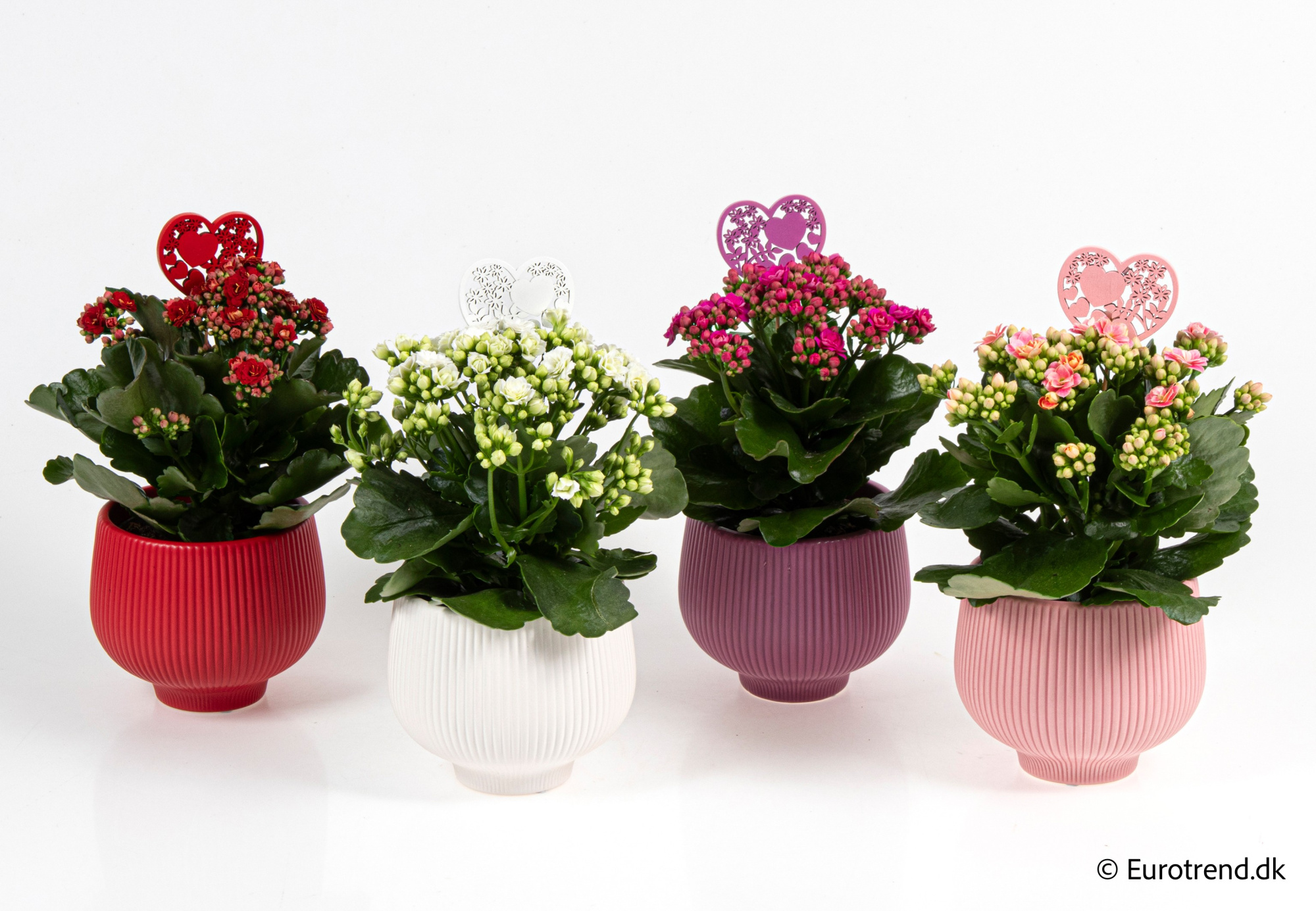 Kalanchoe Roseflowers in Valentine ceramic 2026, D 10,5