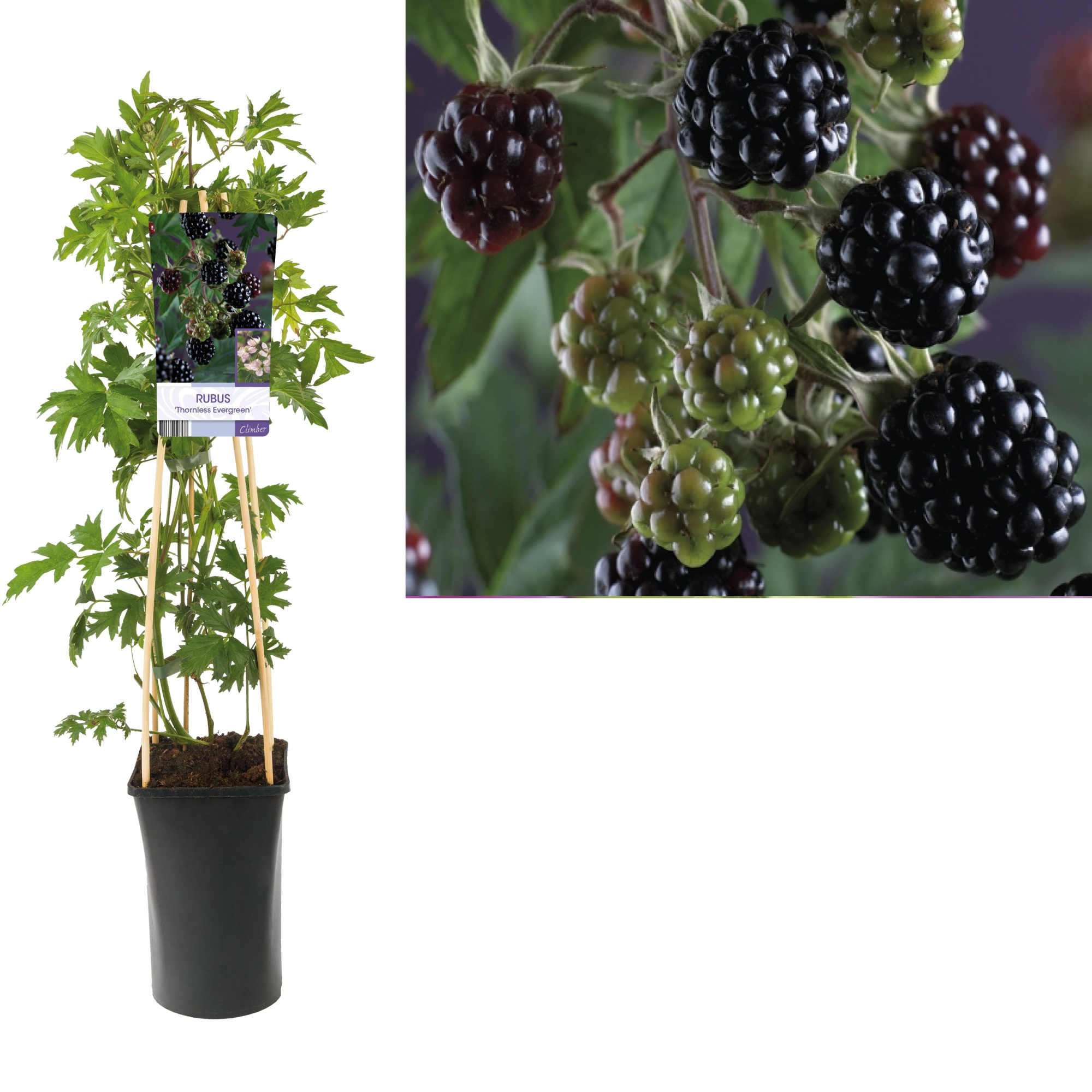 Rubus 'Thornless Evergreen' +light label, D 17 cm