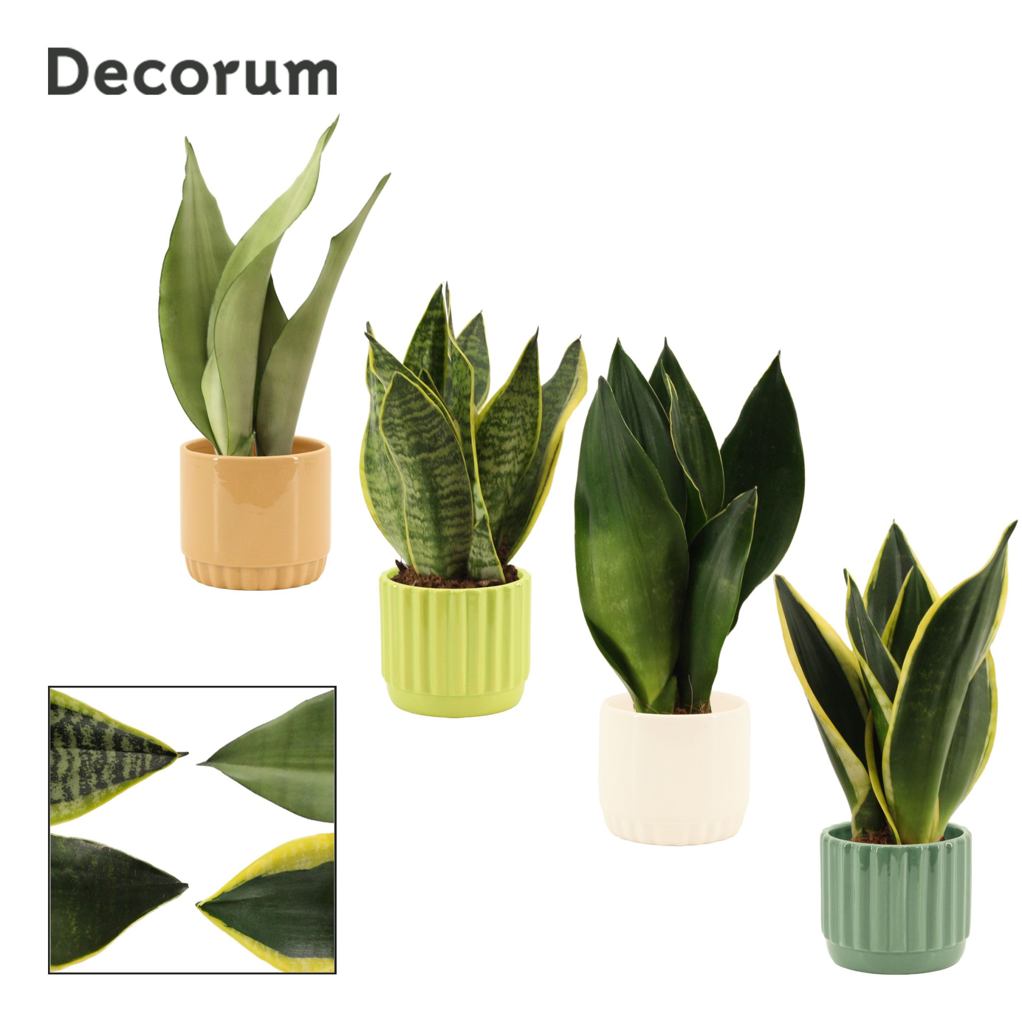 Sansevieria Super Mix 9 cm in Liam (Natural bubble-collection), D 9