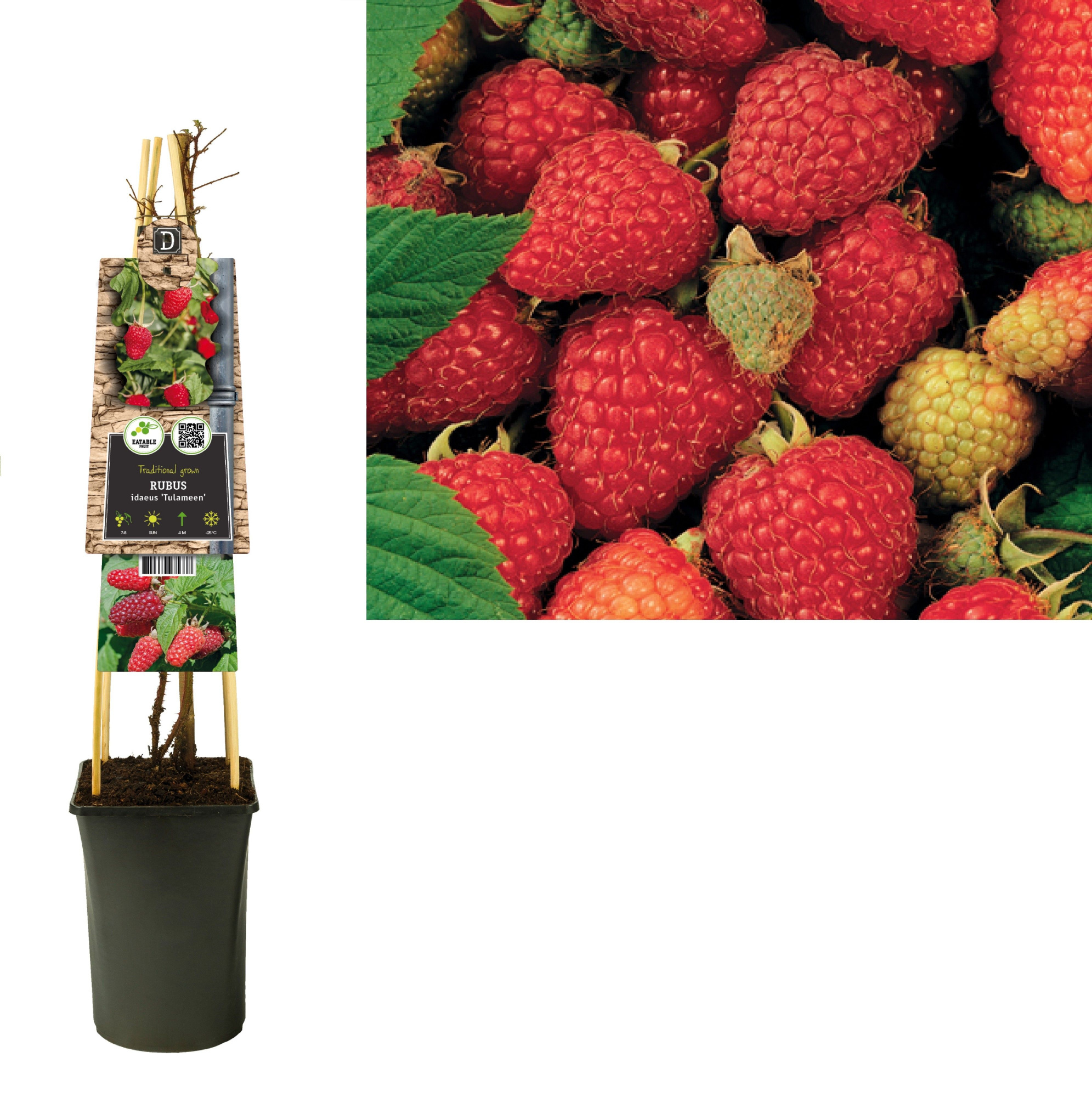 Rubus idaeus 'Tulameen' +3.0 label, D 17