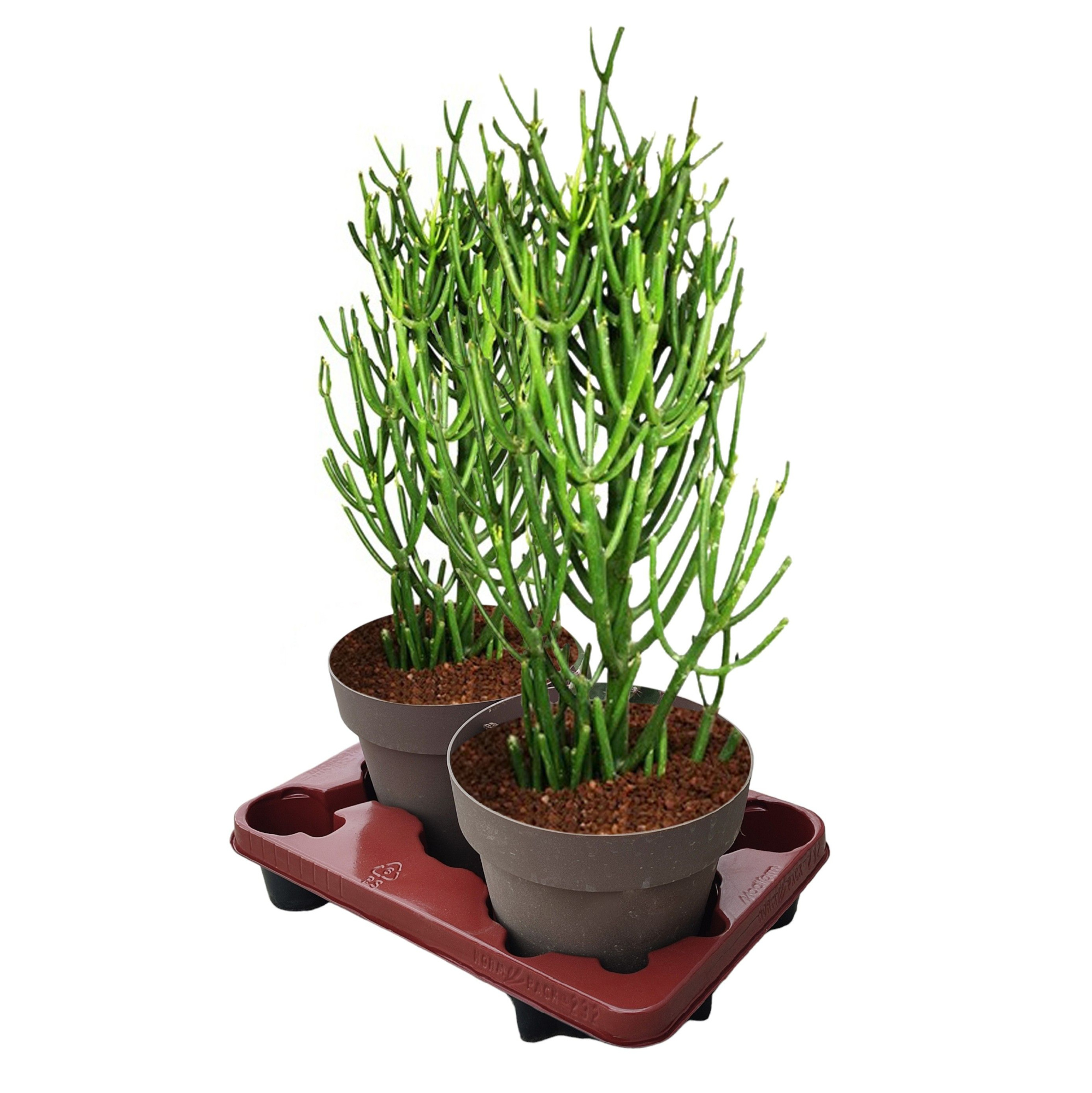 EUPHORBIA TIRUCALLI - POT Ø 20 (CACTUS), D 20 cm