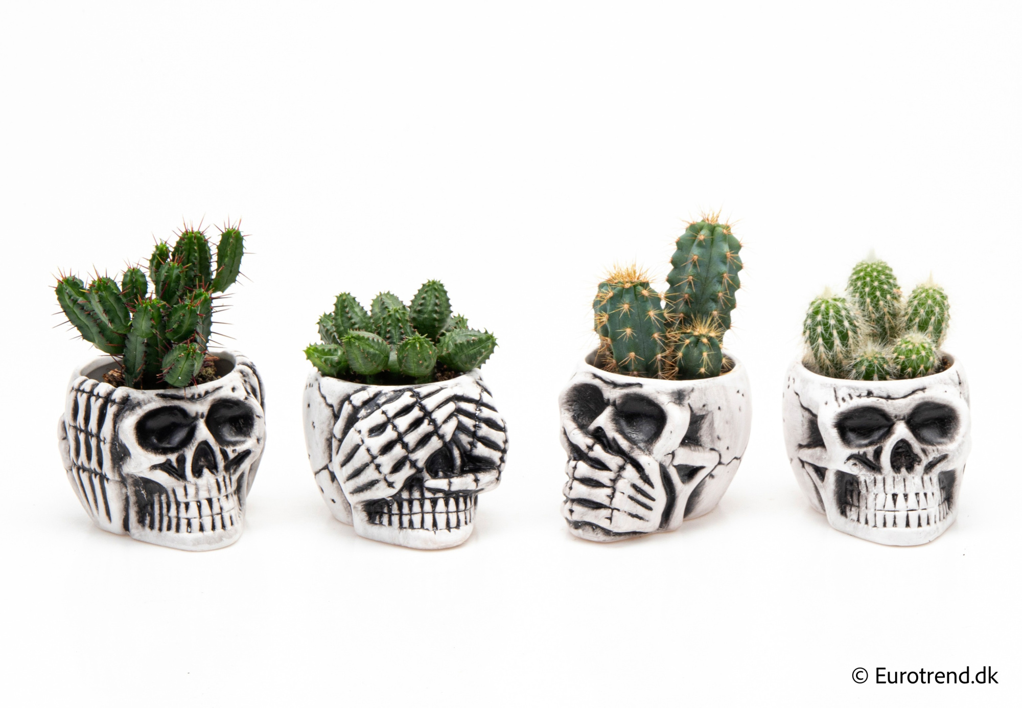 Cactus Mix in Halloween ceramic 2025, D 6 cm
