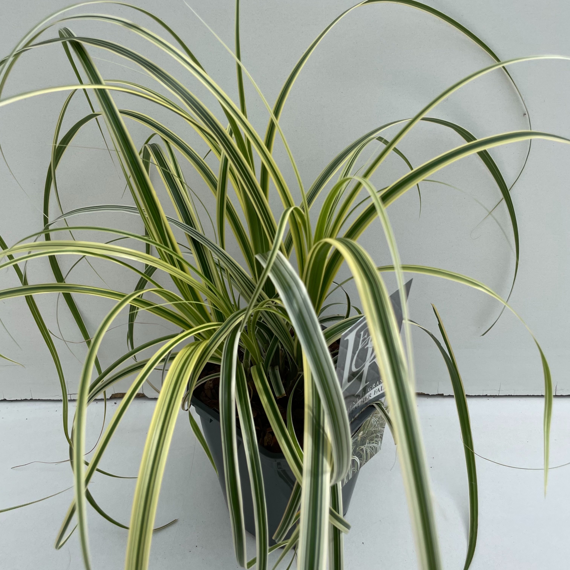 Carex Feather Falls, D 17 cm