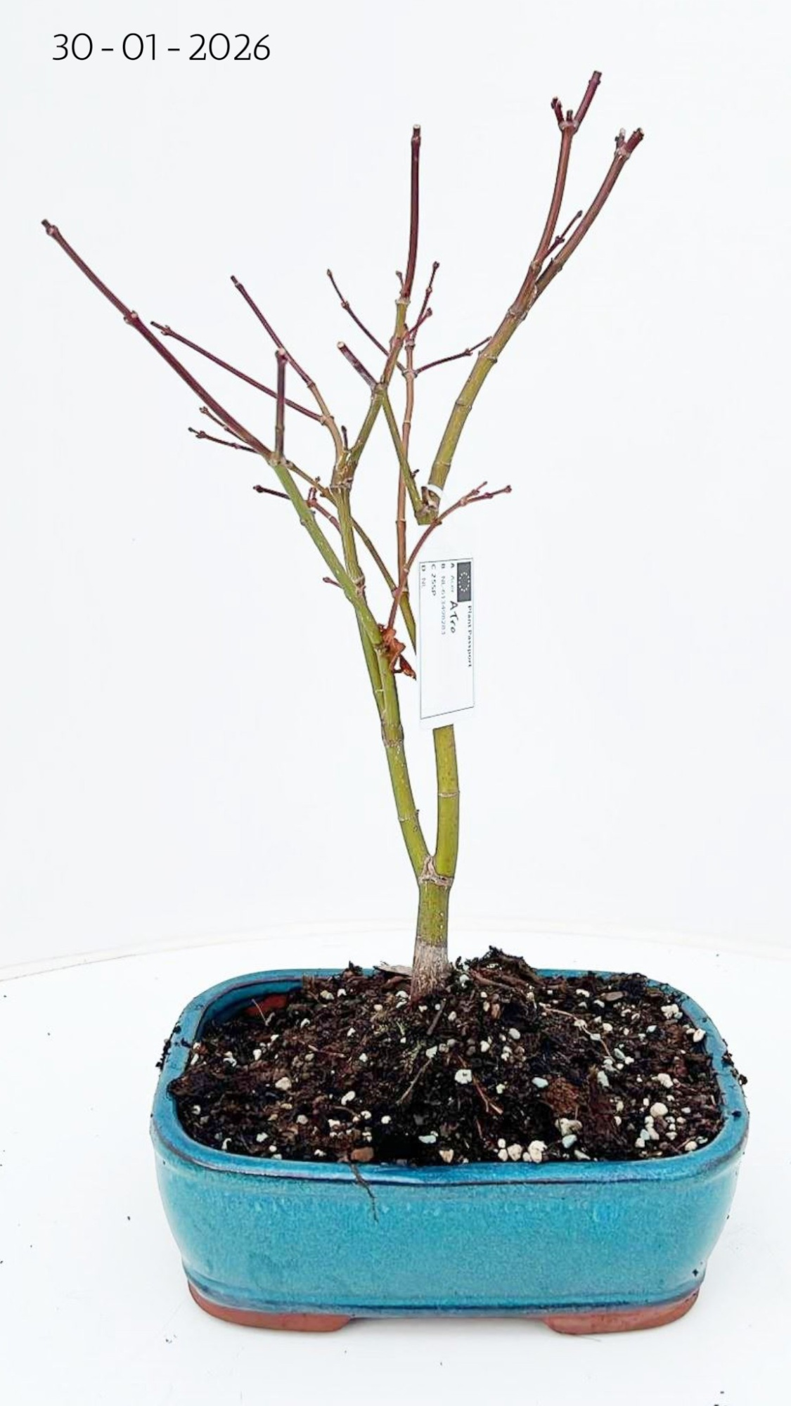 Acer palmatum atropurpureum, pot 21cm., D 21