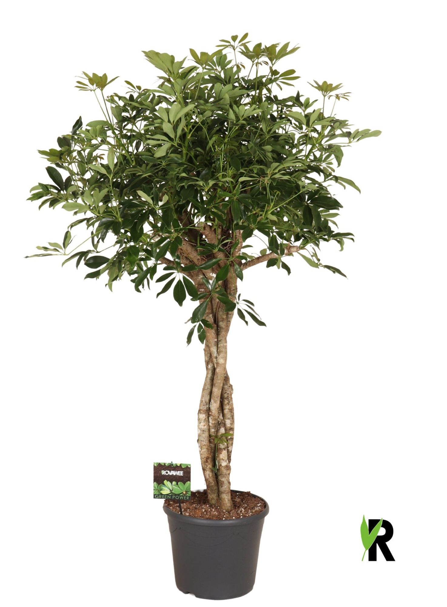 Schefflera arb. Compacta melted braid, D 35 cm