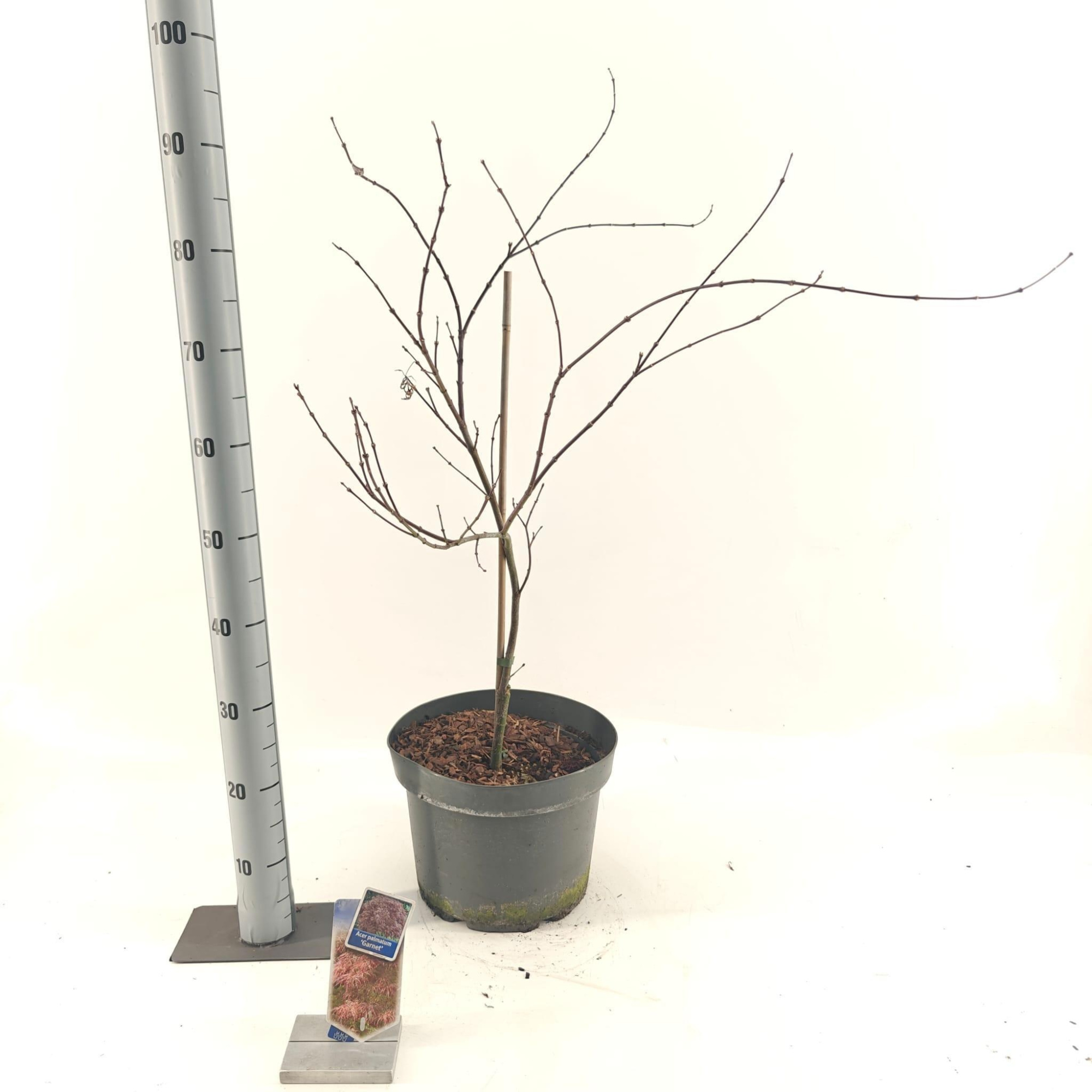 Acer pal. 'Garnet', D 29