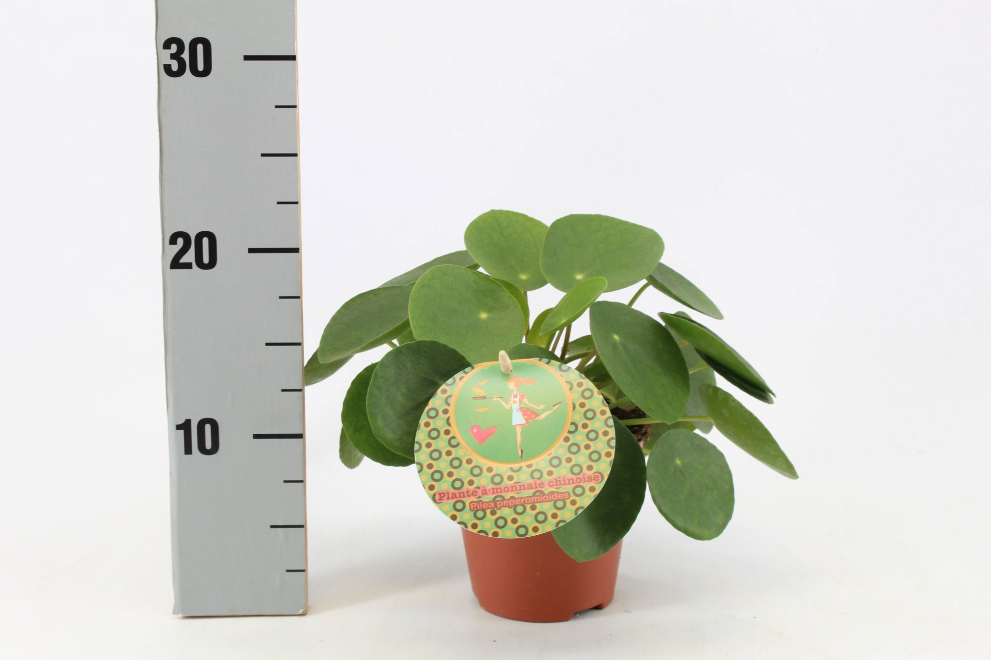 Pilea Peperomioides 12cm Frans etiket, D 12