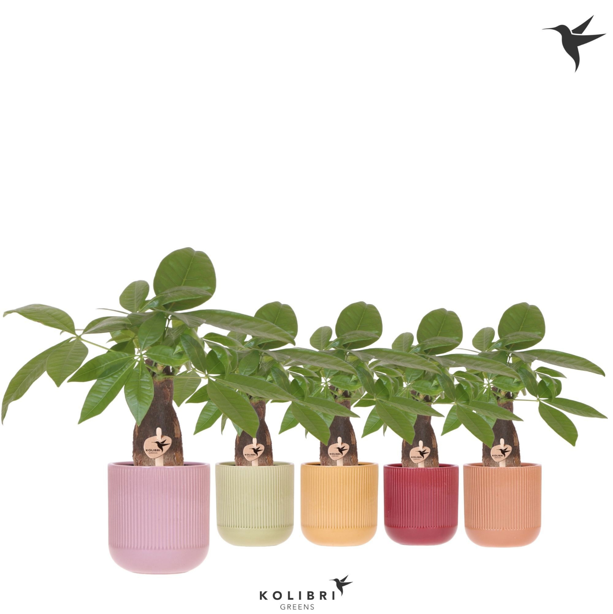 Kolibri Greens Pachira in Flare pot mix, D 9 cm