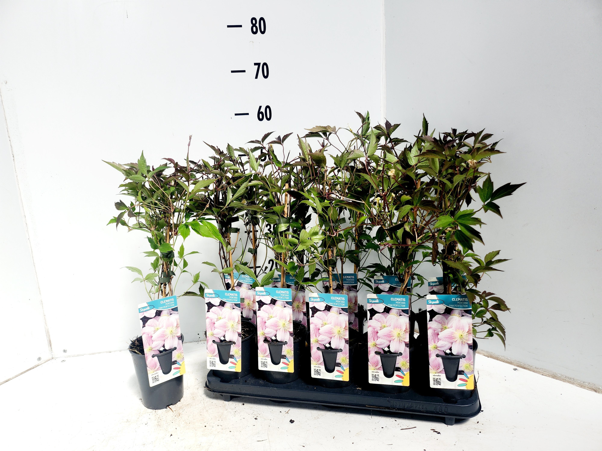 Clematis montana Pink Perfection, D 12 cm