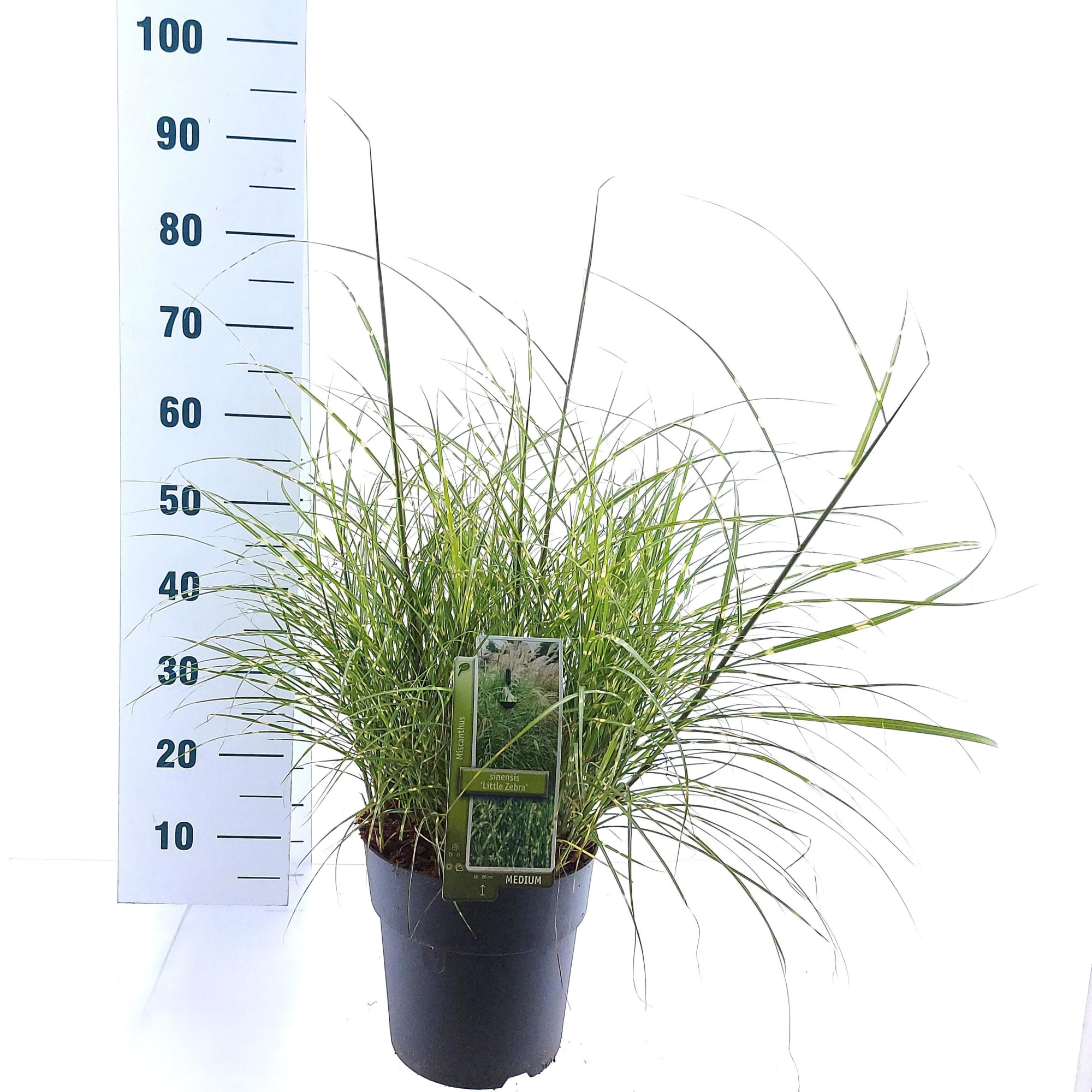 Miscanthus sin. 'Little Zebra', D 23 cm