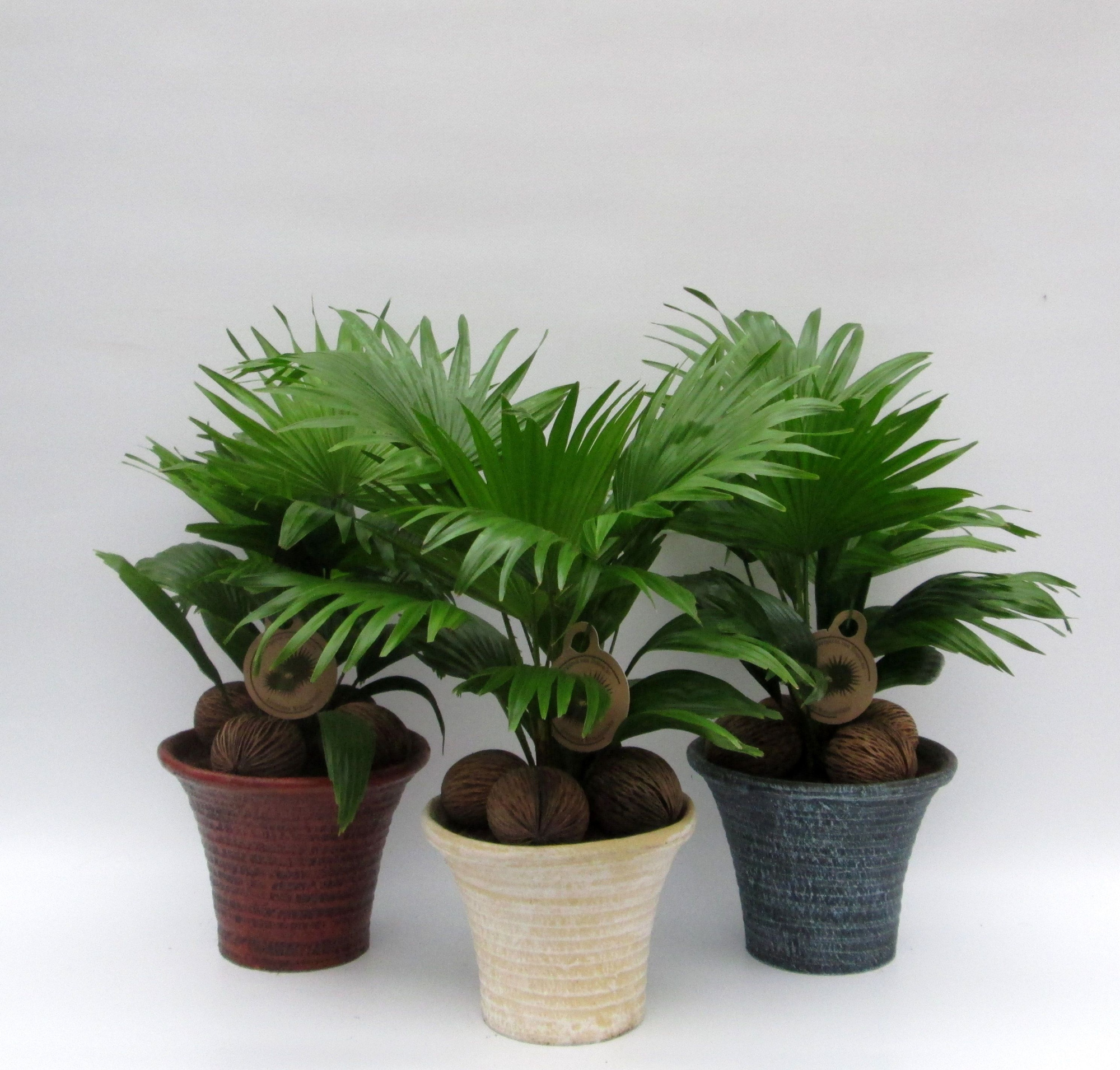 Livistona rotundifolia, D 19 cm