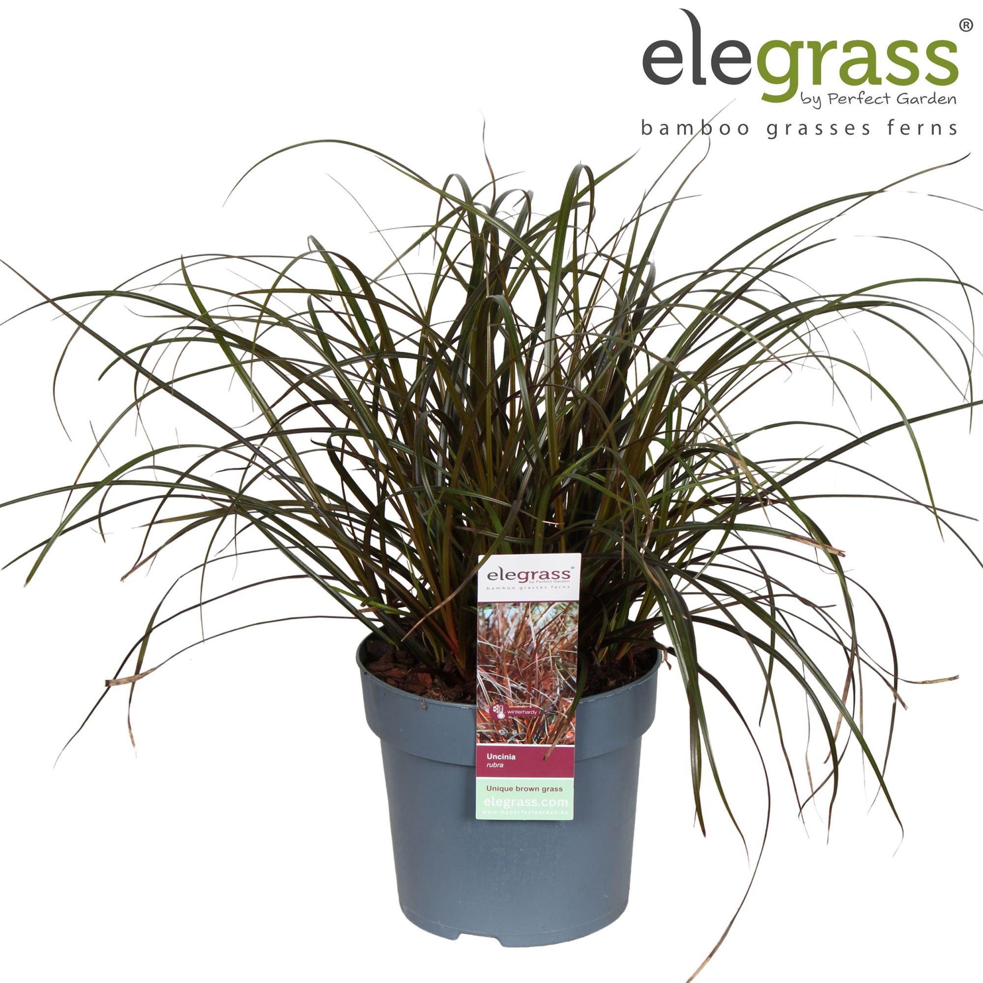 Uncinia Rubra P14, D 14 cm