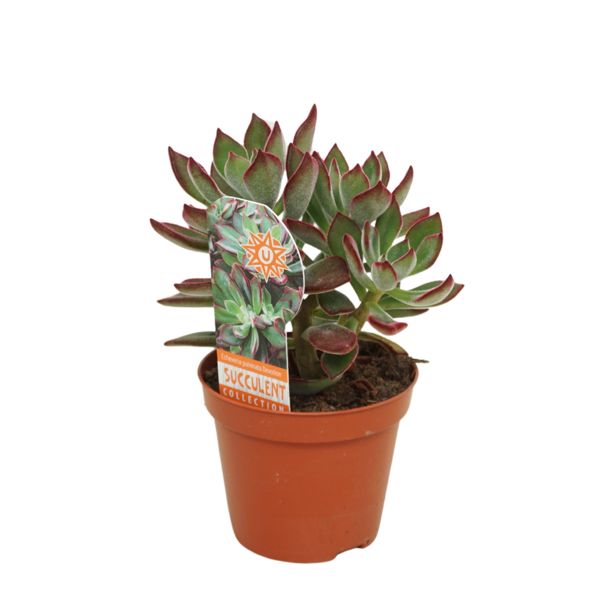 Echeveria pulvinata 'Devotion' 8,5 cm met etiket, D 8,5