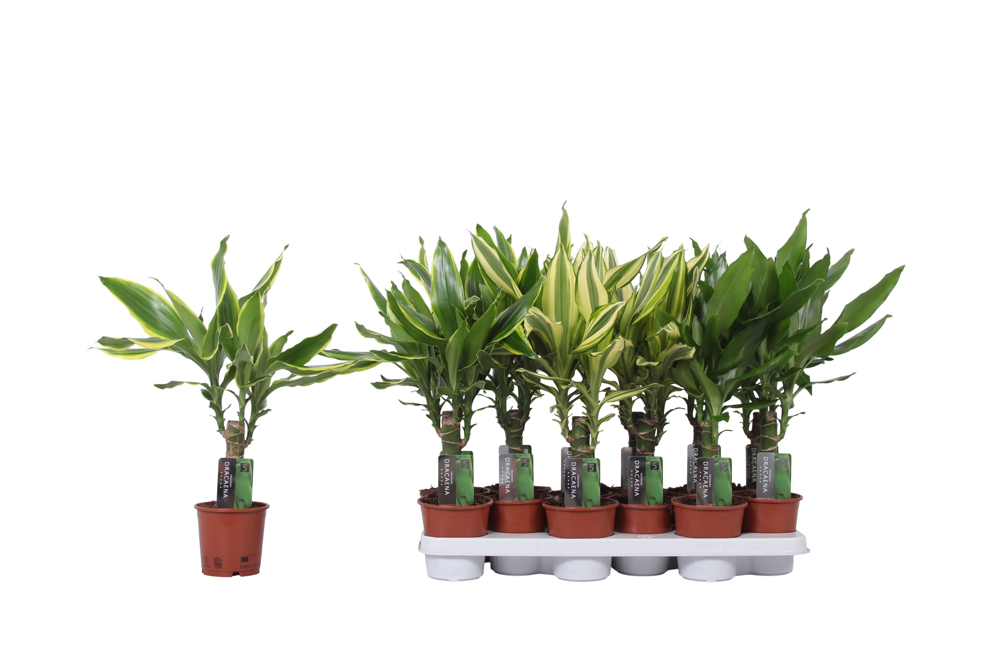 Dracaena 3 color mix, 11 cm pot, D 11 cm