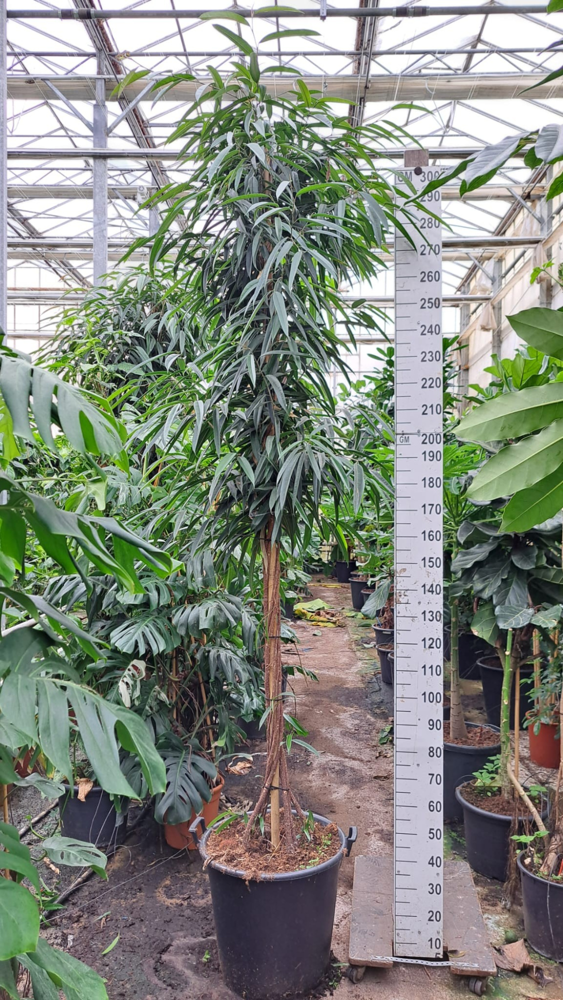 Ficus Alii gedraaide stam 325, D 60 cm