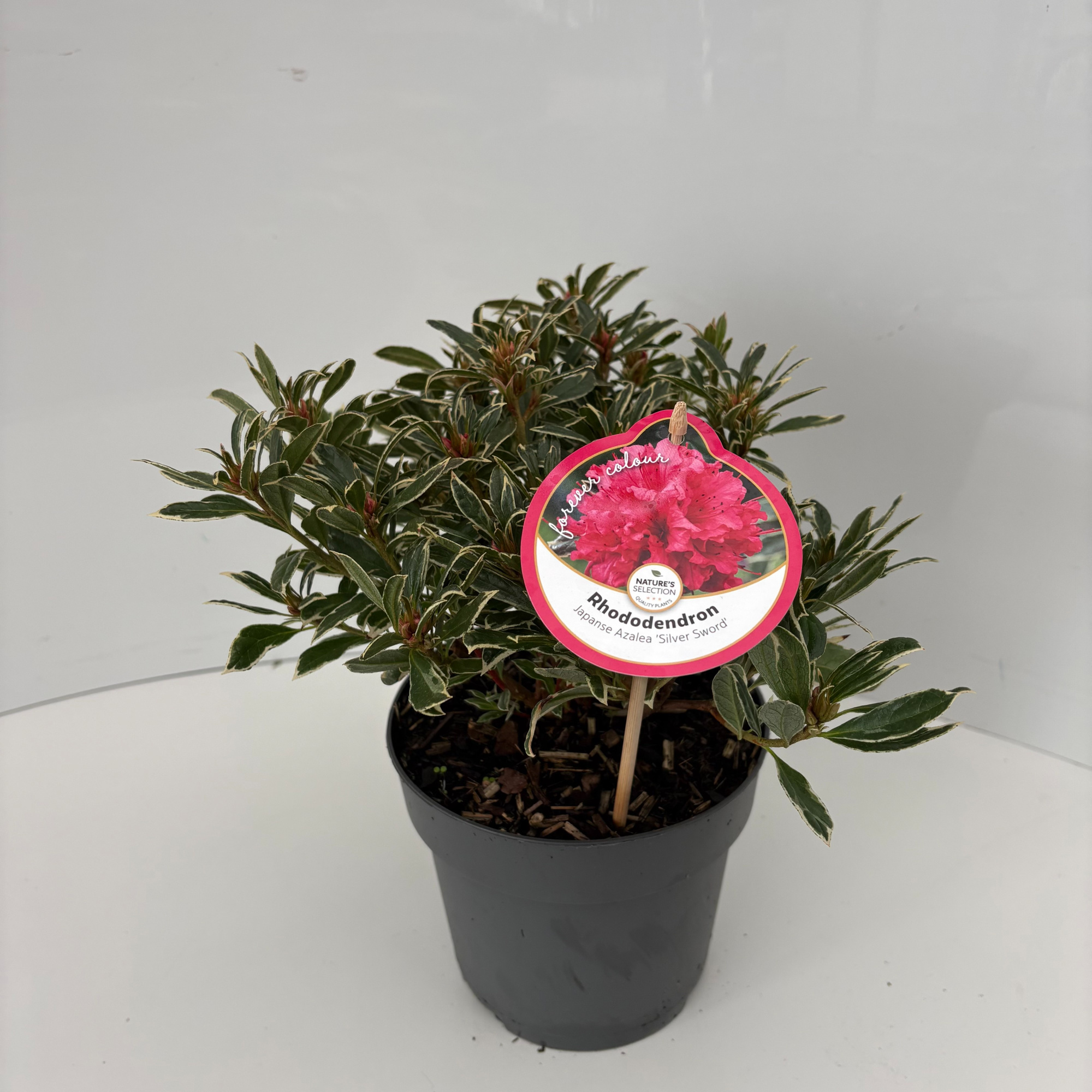 Rhododendron Silver Sword, D 17 cm