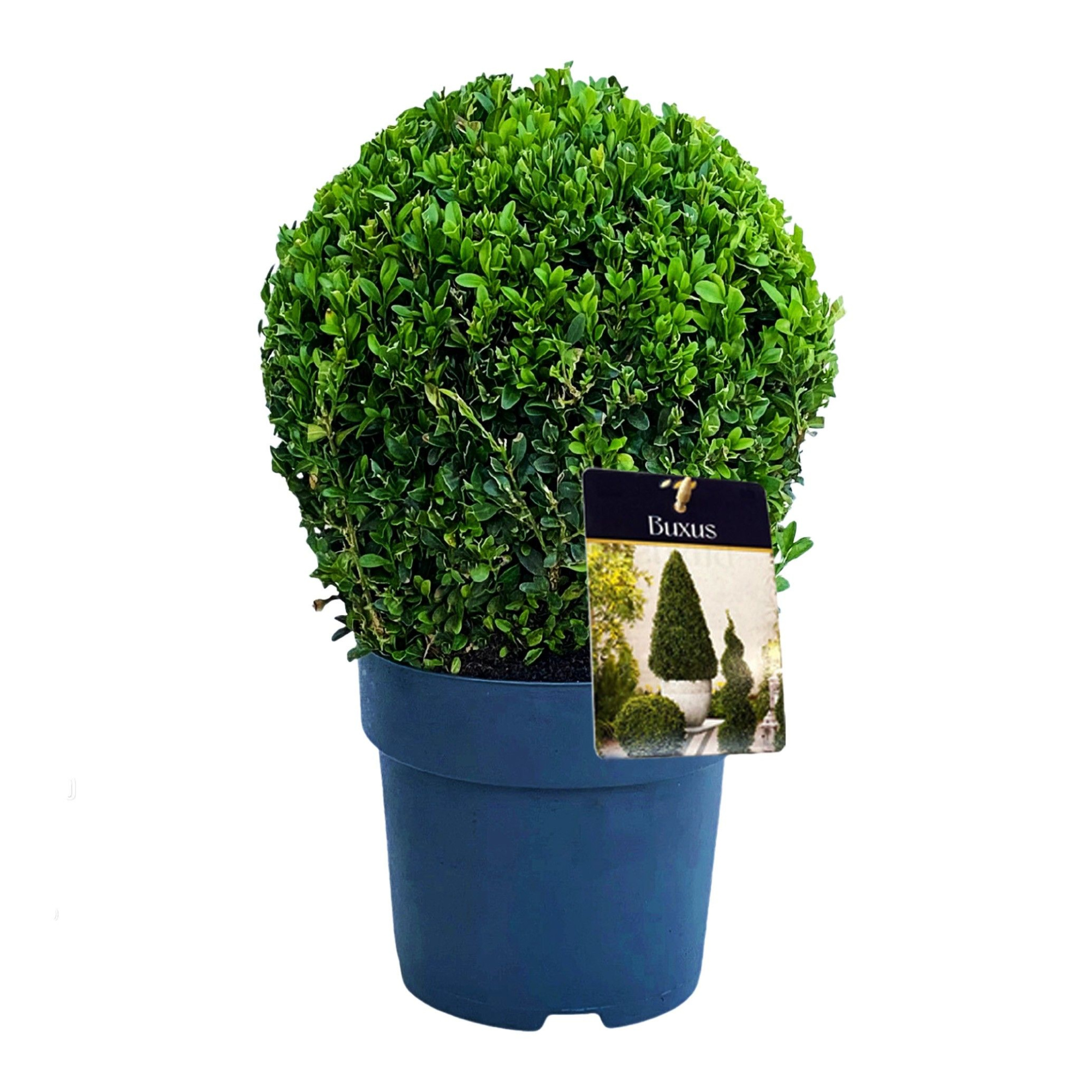 Buxus semp. Bol 20-23 cm c3/p19, D 19 cm