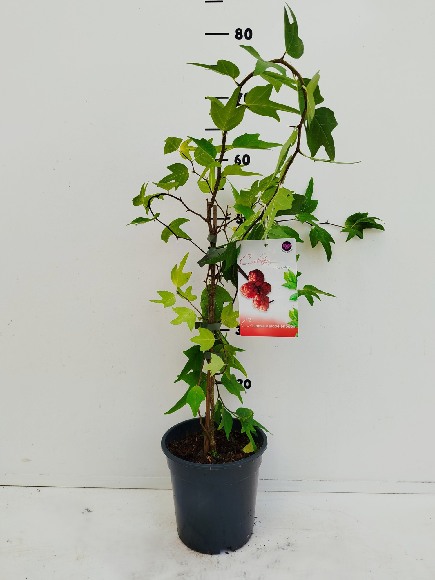 Cudrania tricuspidata, D 17