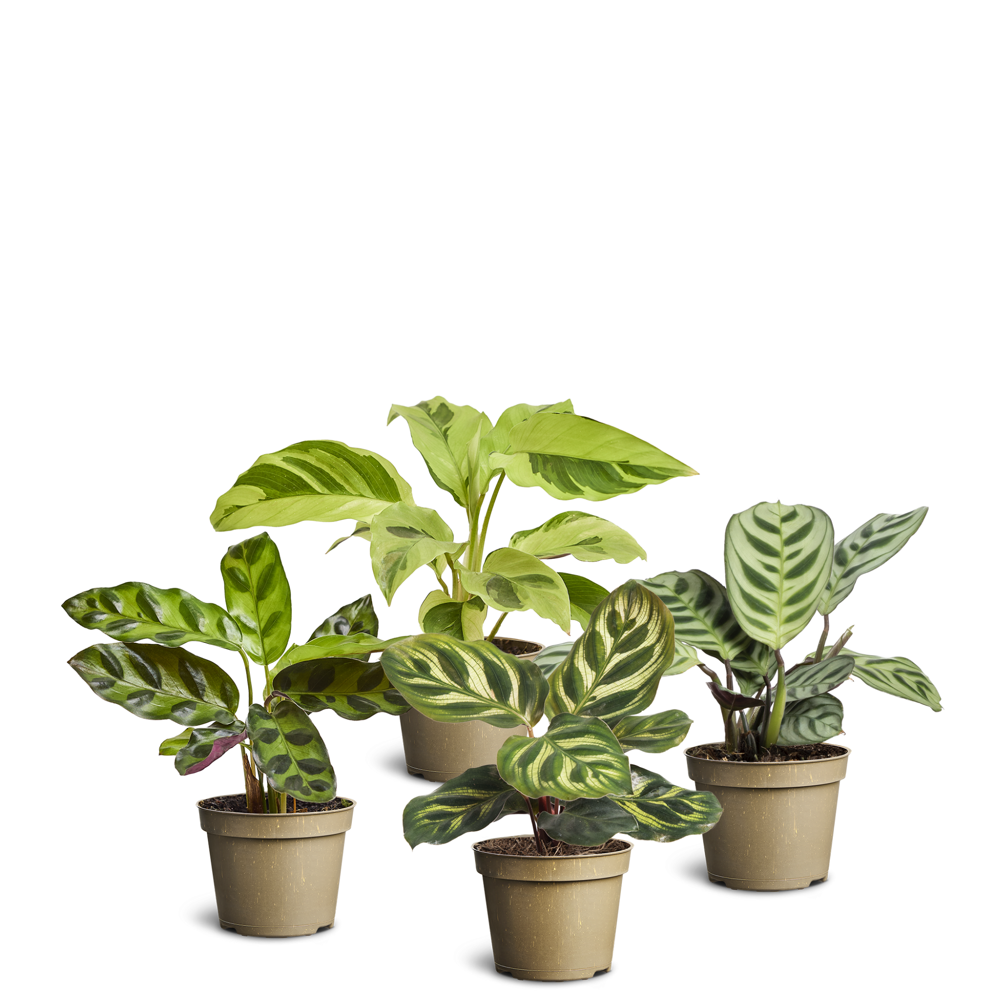 Calathea Collection, D 6 cm