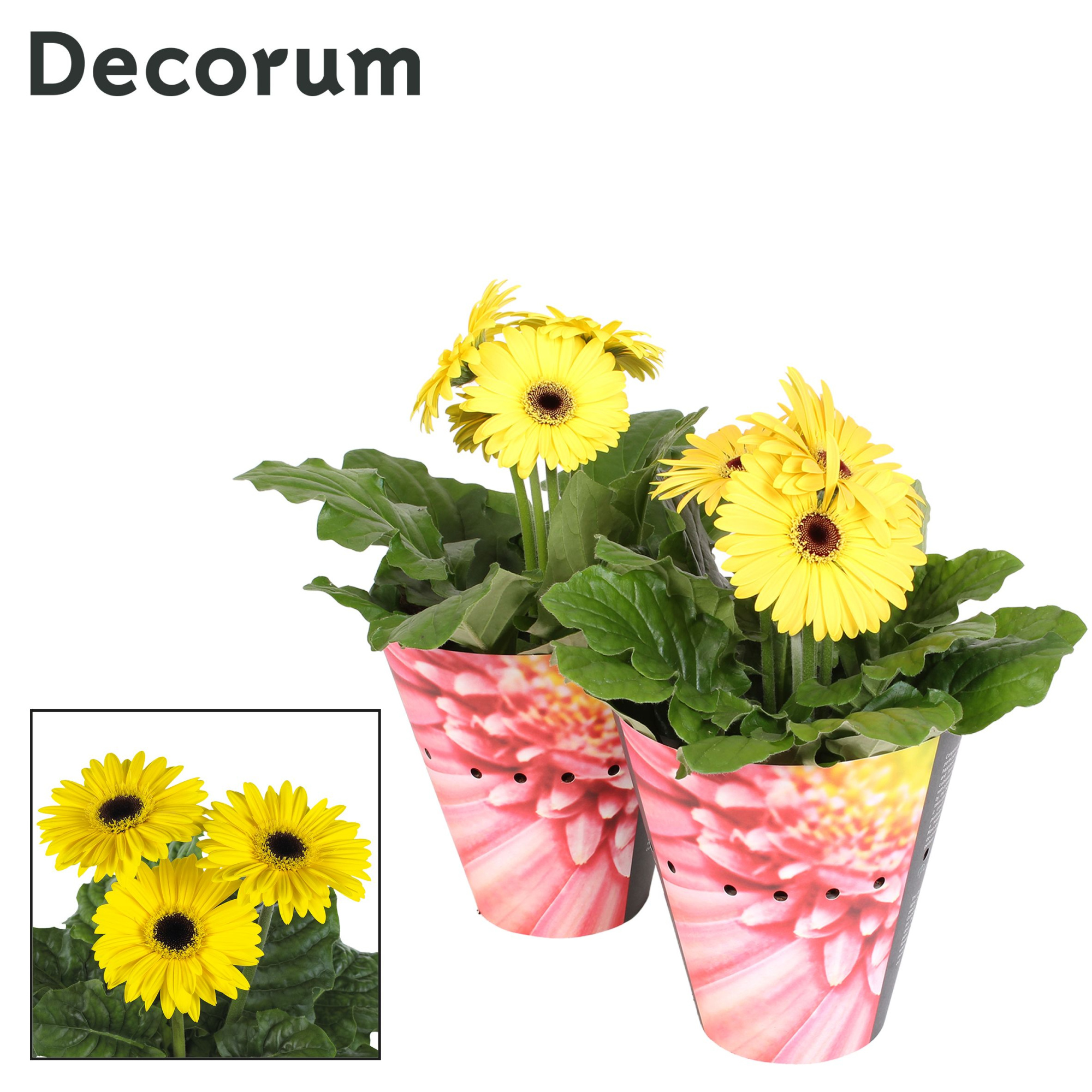 Gerbera 2+bl 12cm geel (diverse kleurtinten) potcover Decorum, D 12