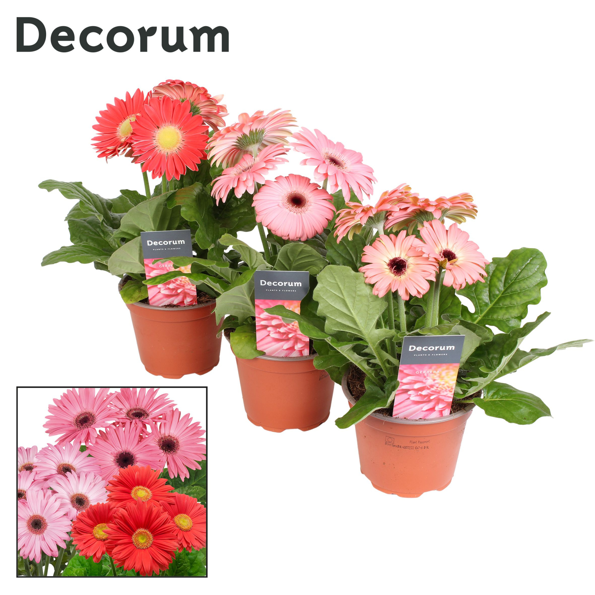 Gerbera 2+ bl. 12cm roze in hoes (diverse kleurtinten) Decorum, D 12 cm