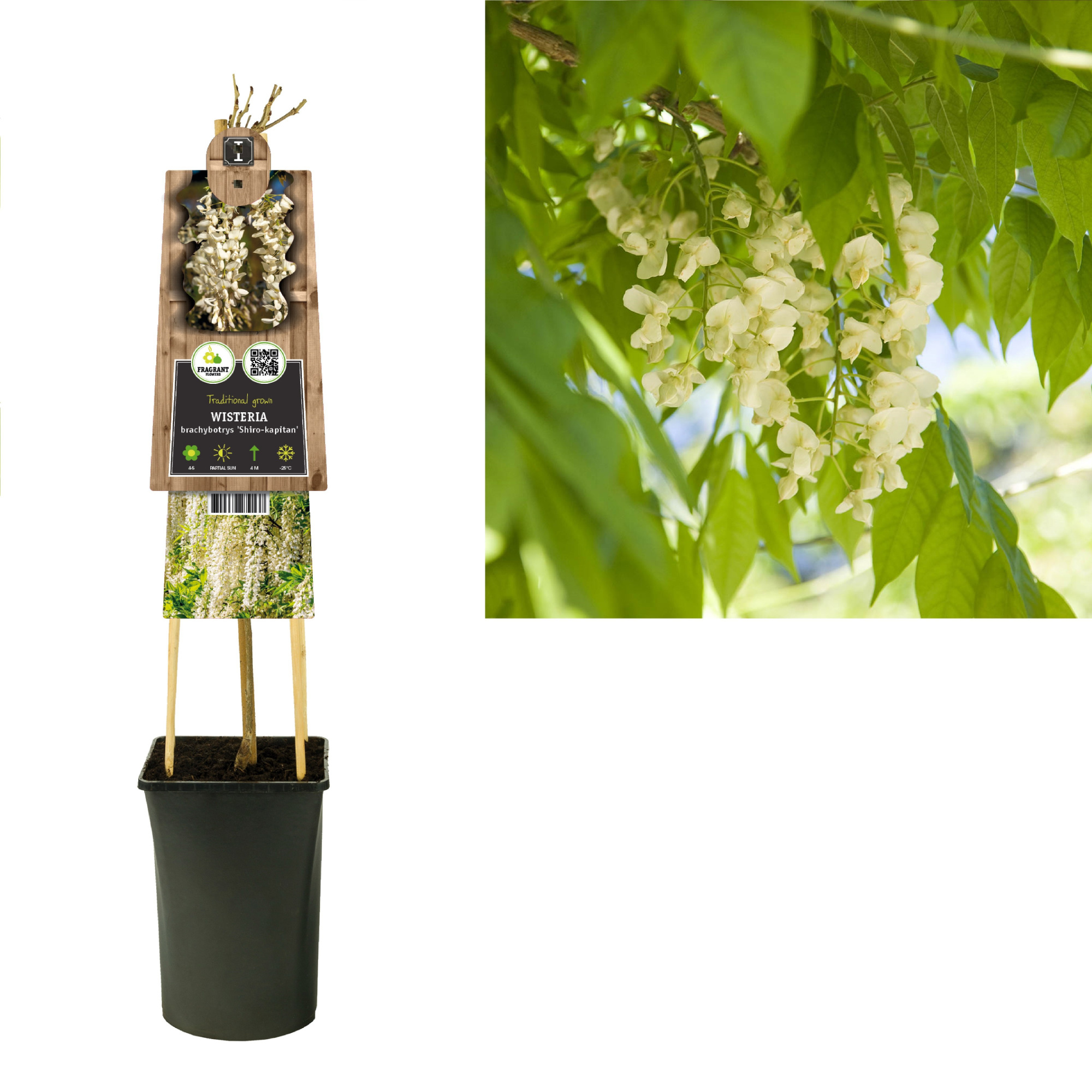 Wisteria brachybotrys 'Shiro-kapitan' +3.0 label, D 17 cm