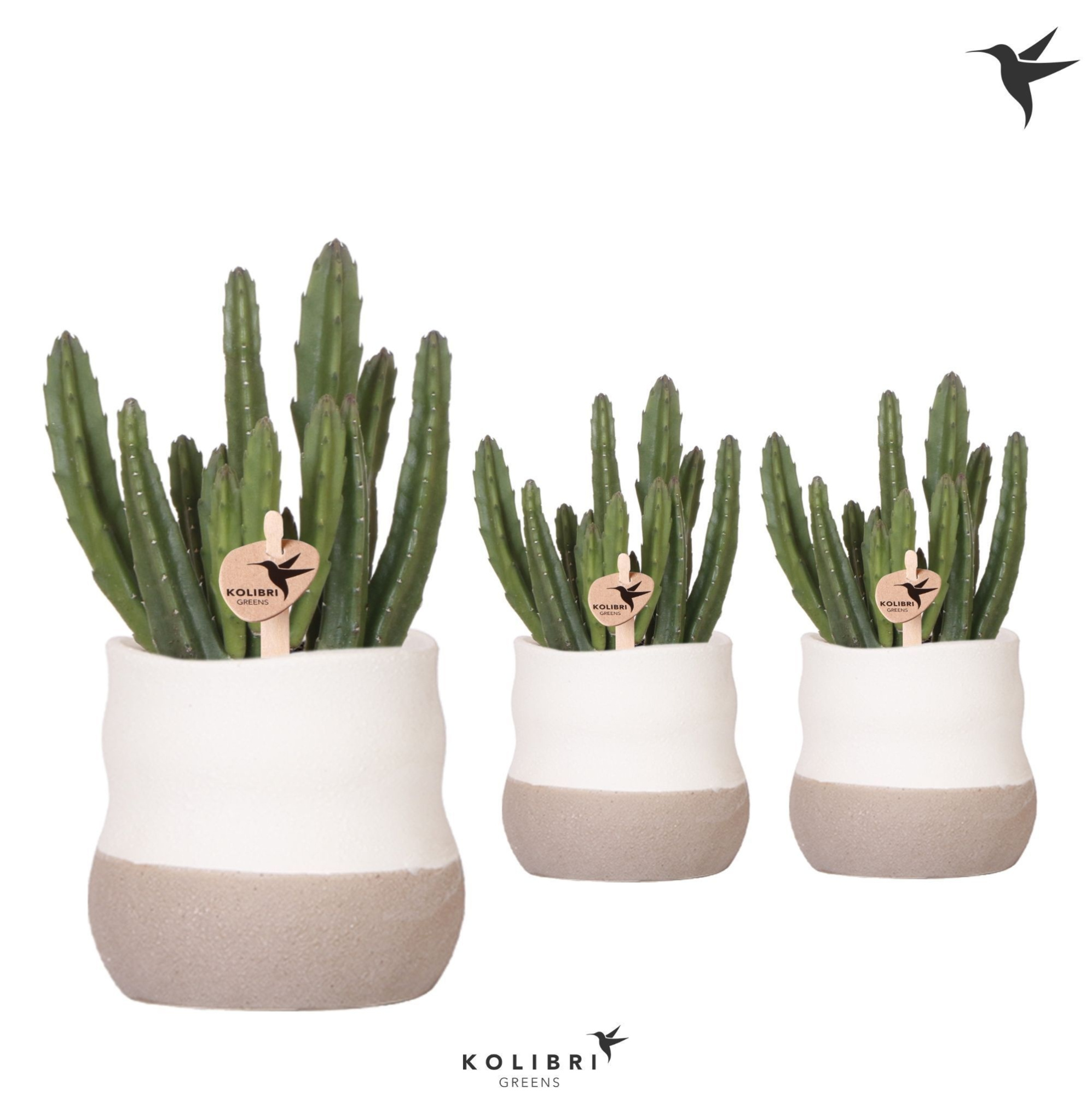 Kolibri Greens Stapelia Leendertziae in Imperfect Bag pot, D 9