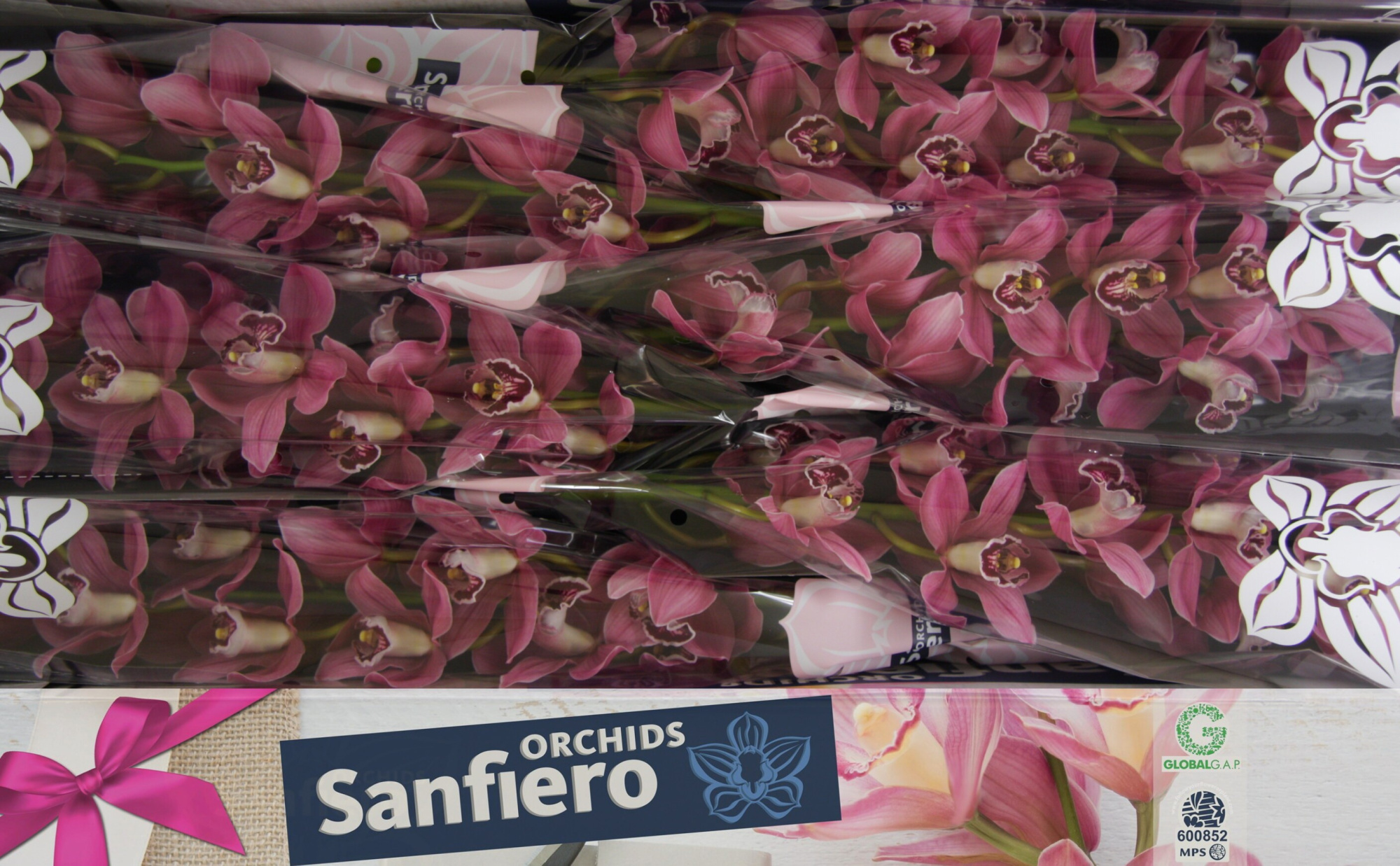 Цимбидиум Джиджи x6 80, шт.