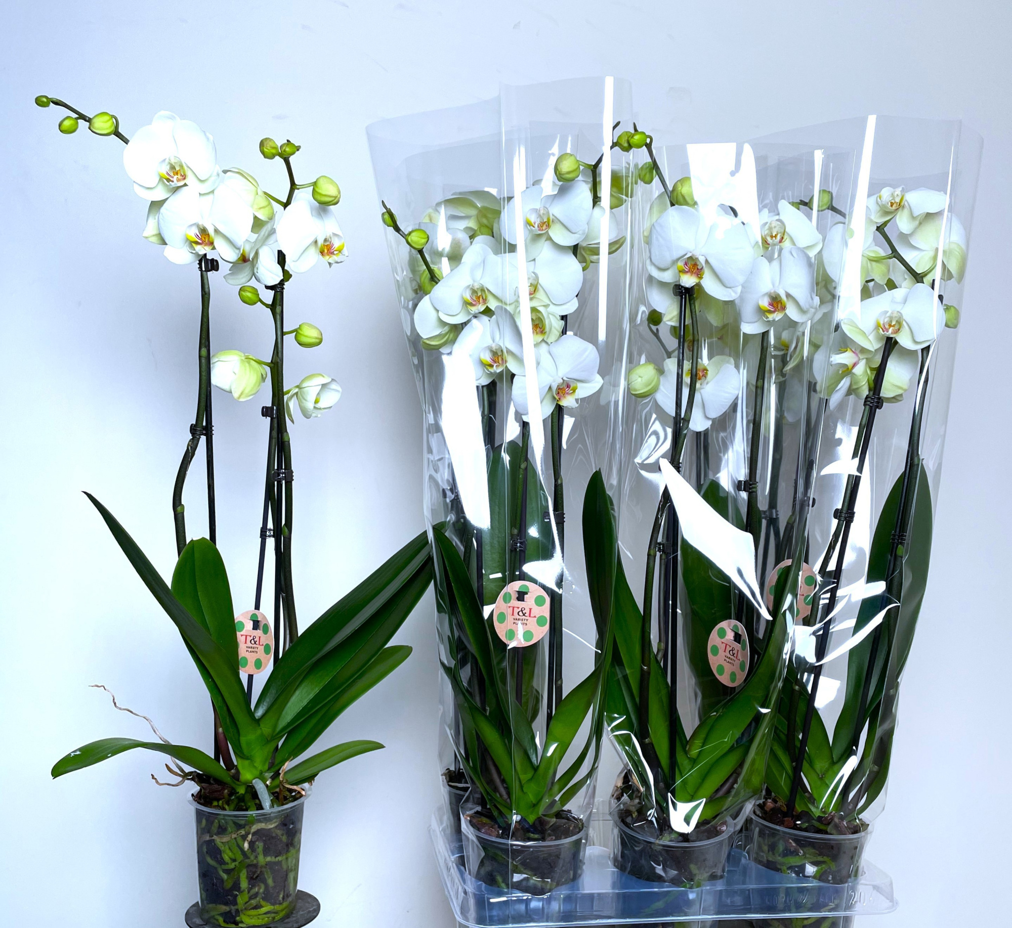 Marble Groot Bloemig 3 Tak, D 12