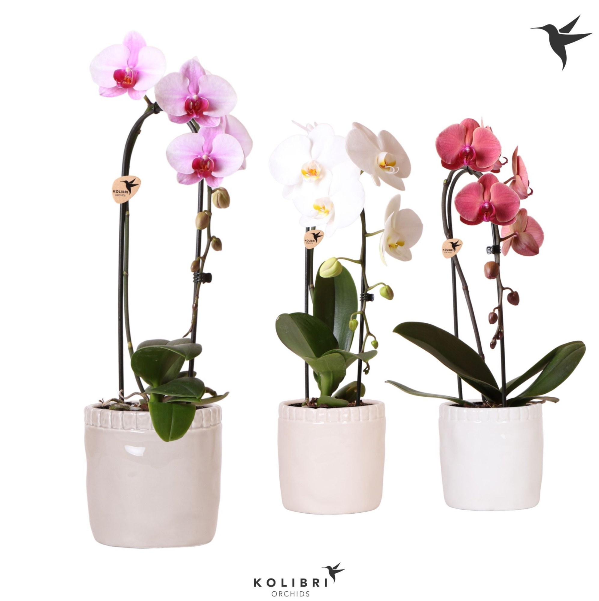 Kolibri Orchids Cascade Niagara Fall mix 1 spike in Stones pot mix, D 12