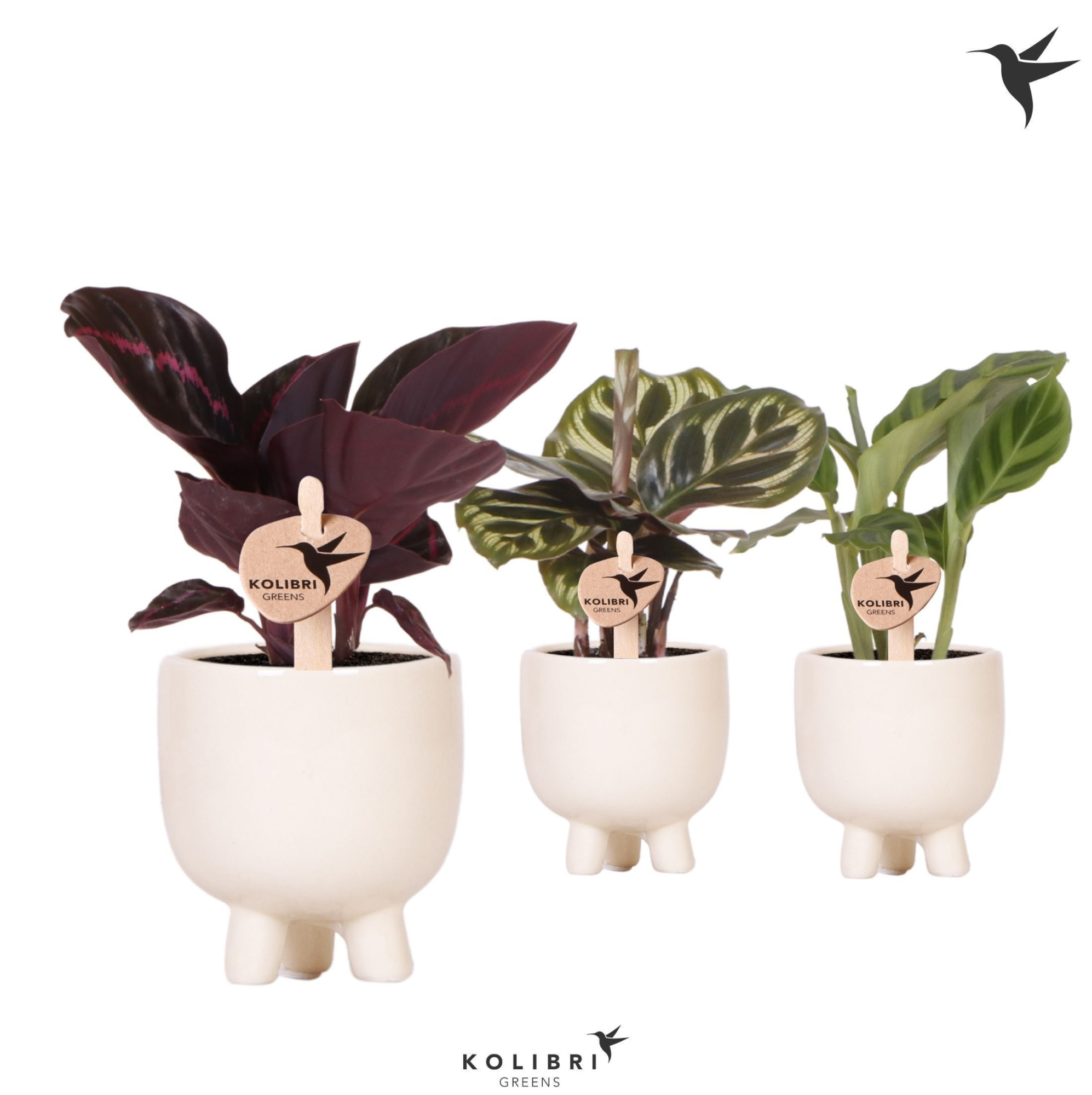 Kolibri Greens Calathea mix in Gummy pot travertine, D 6 cm