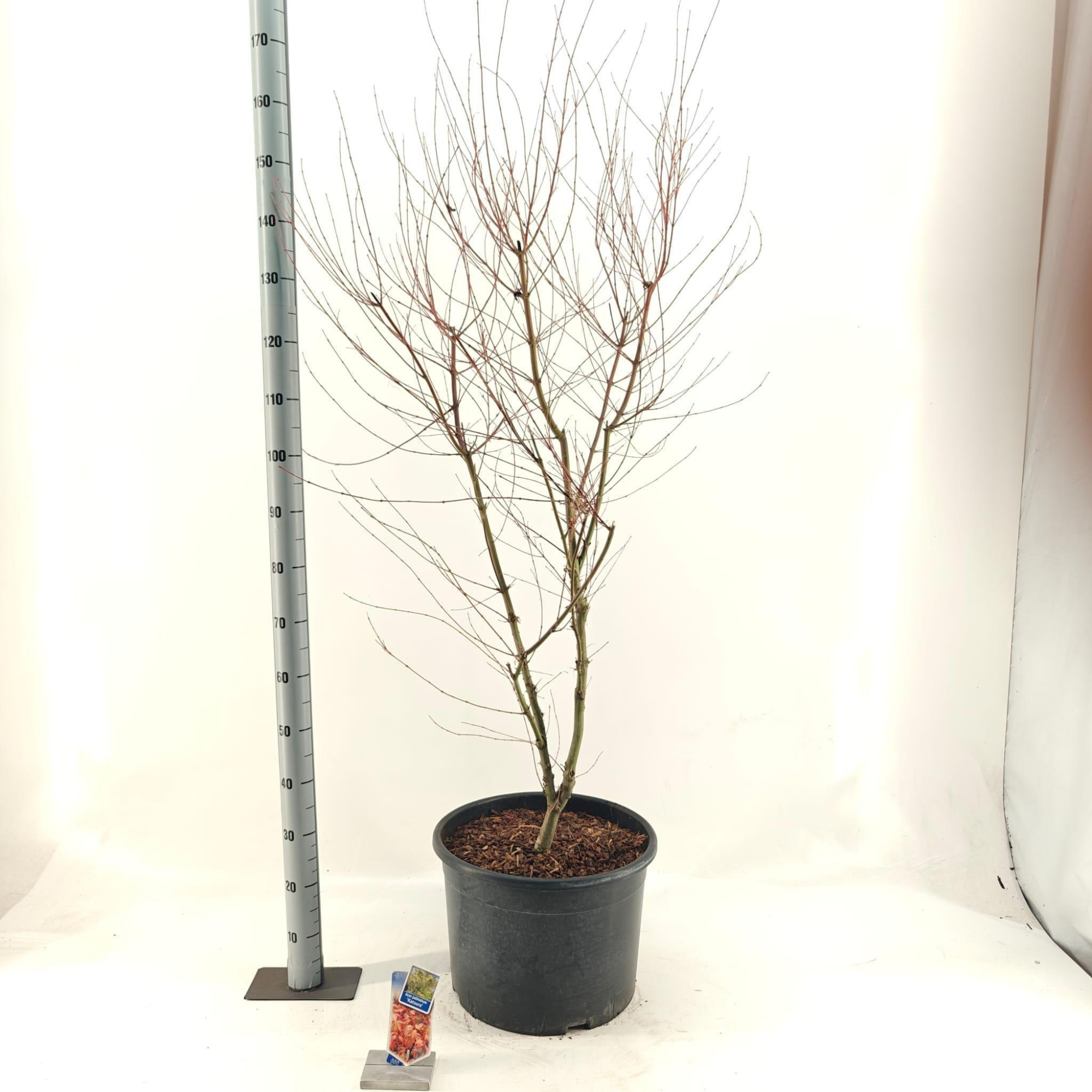 Acer pal. 'Katsura', D 40