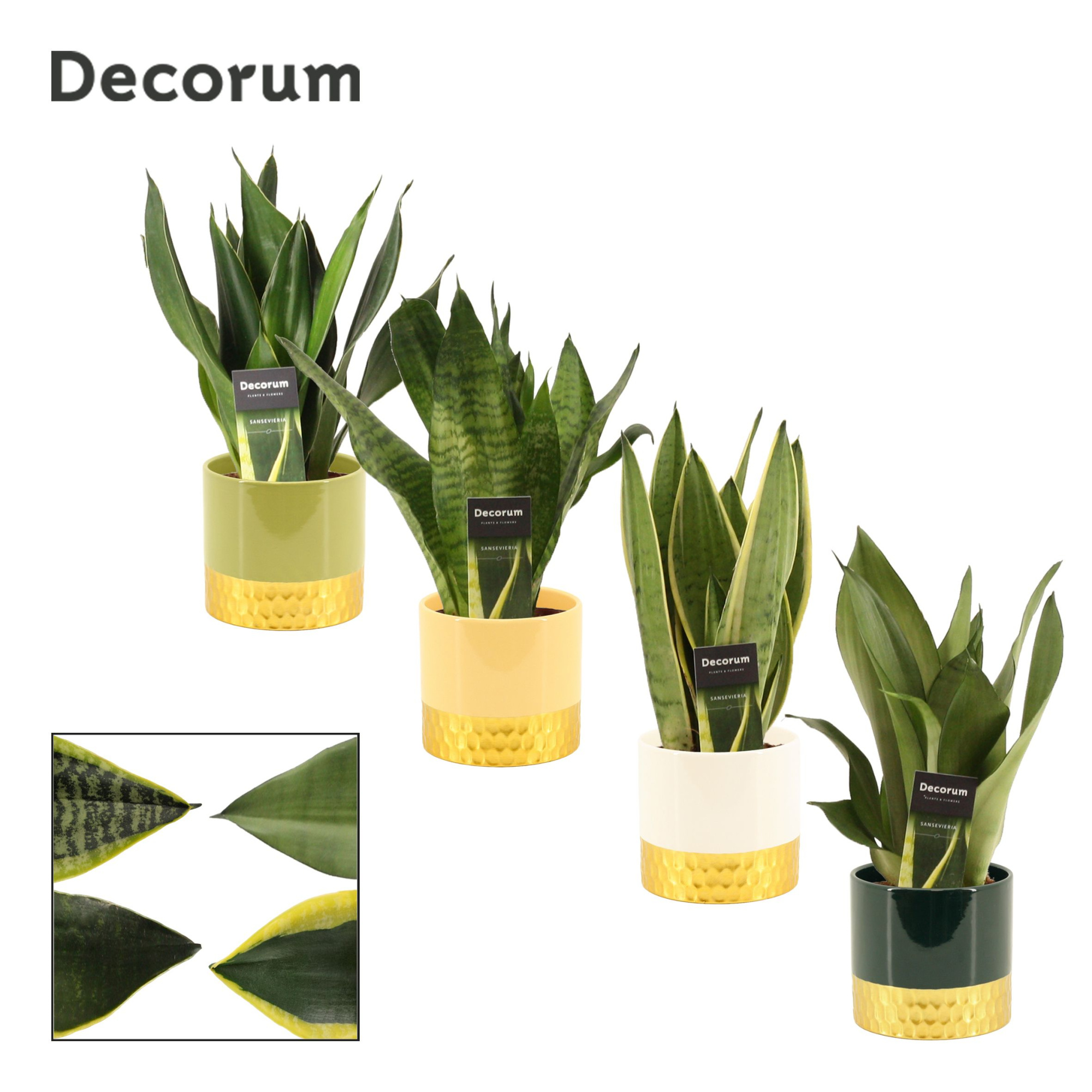 Sansevieria super mix 12 cm in Frederique (Top blend-collection), D 12 cm