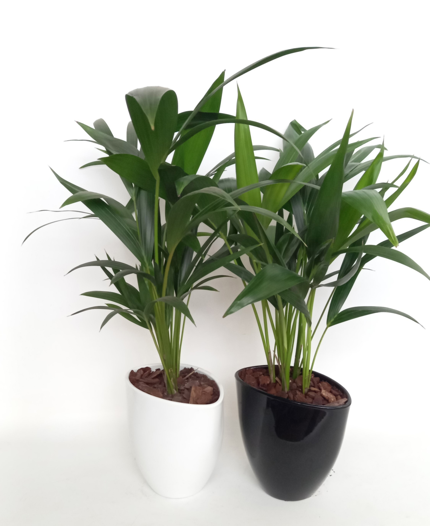 Kentia in avani pot kereamiek mix, D 22