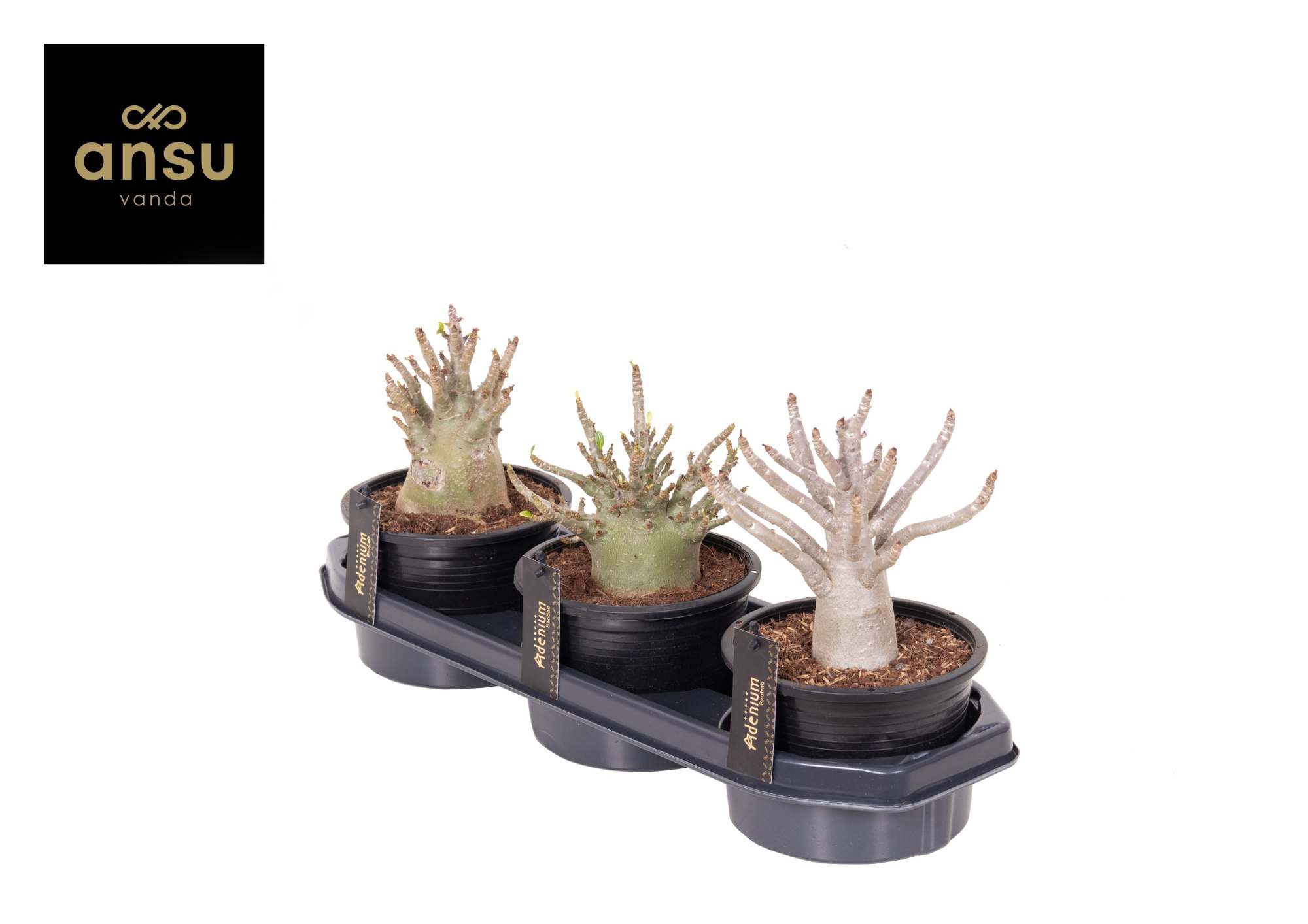 Adenium "Ansu" Baobab, D 15 cm