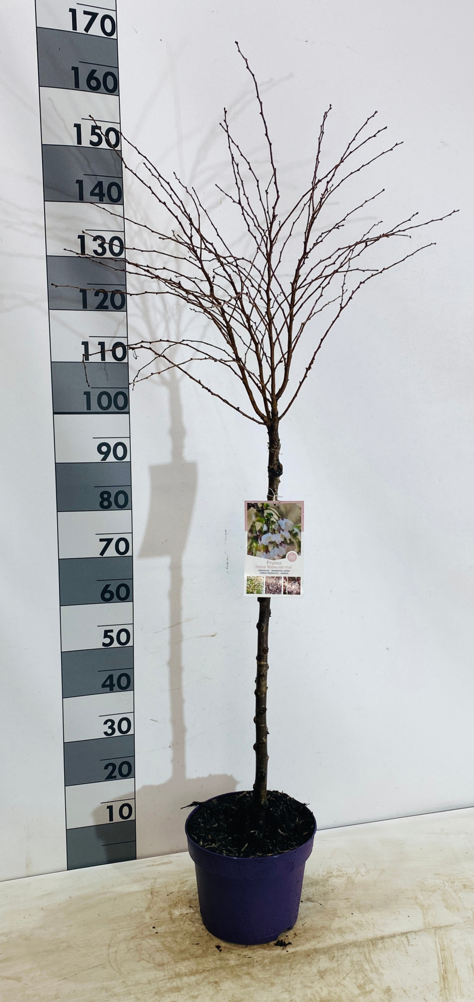 Prunus incisa 'Kojou-no-mai', D 26