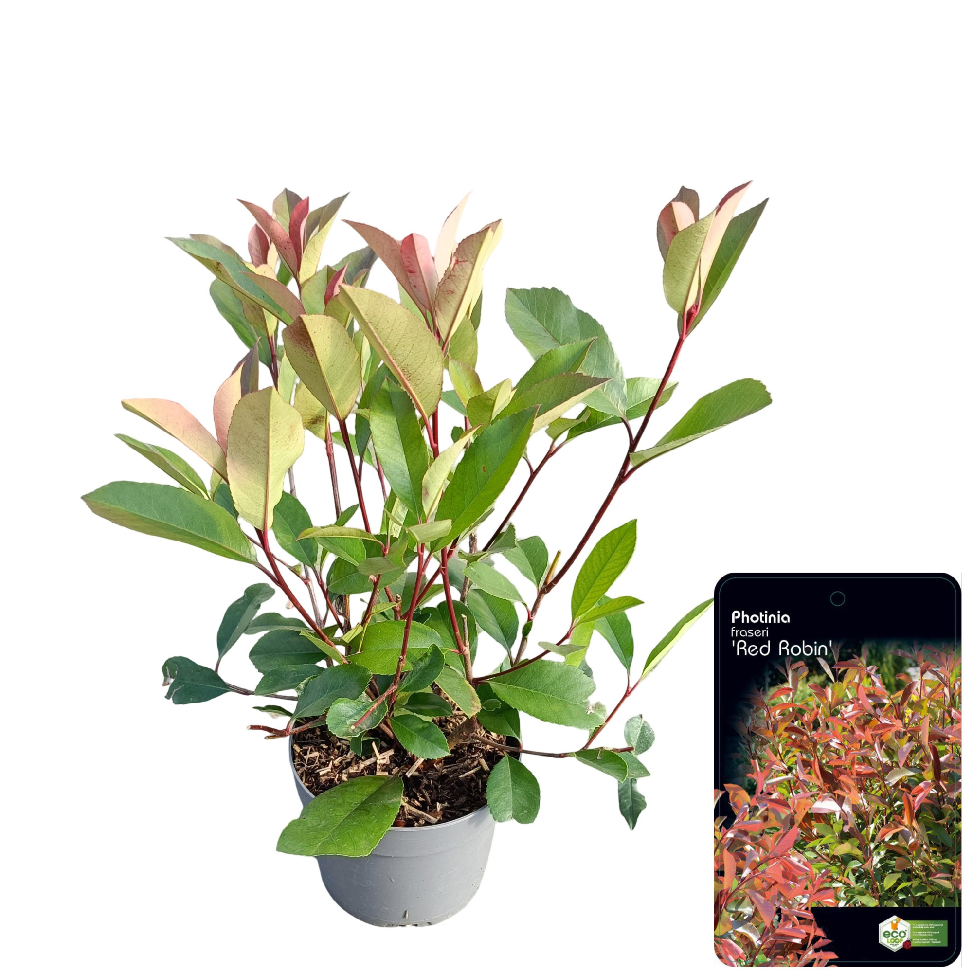 Photinia fraseri 'Red Robin' C2, D 17 cm