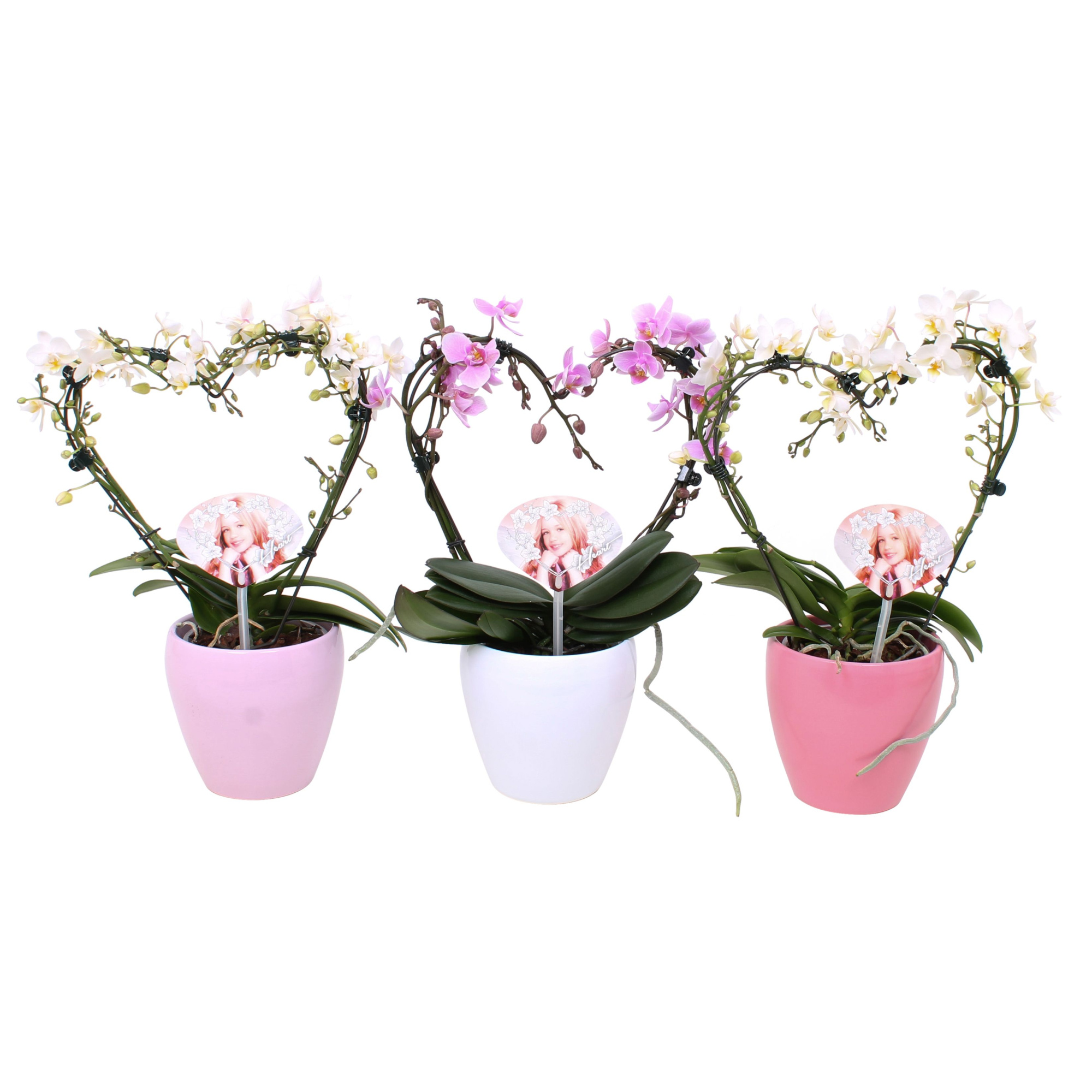 Phal. Multi vorm mix "Blossoming Heart" in mix sofia keramiek, D 12