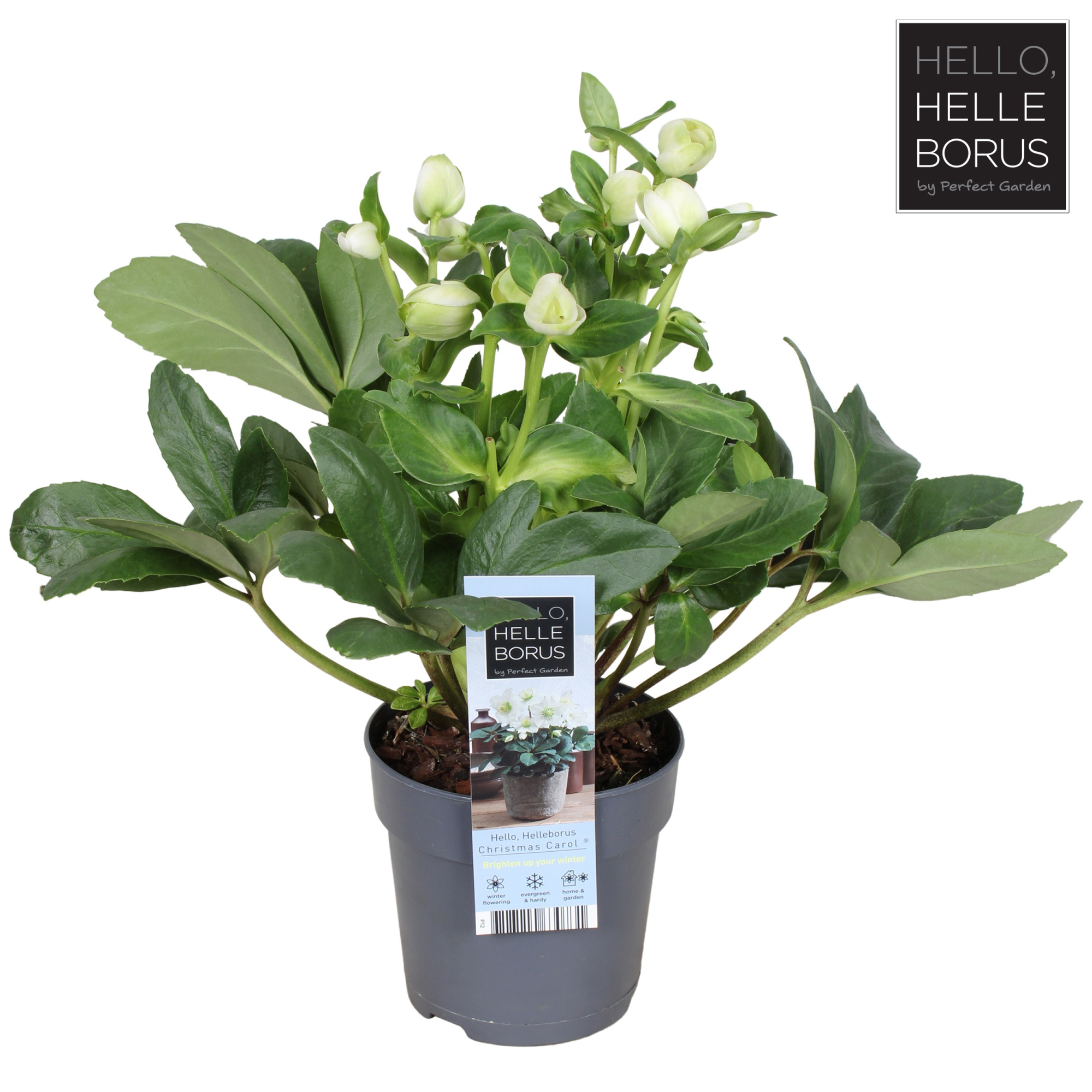 Helleborus niger 'Christmas Carol' P12 (XL), D 12 cm