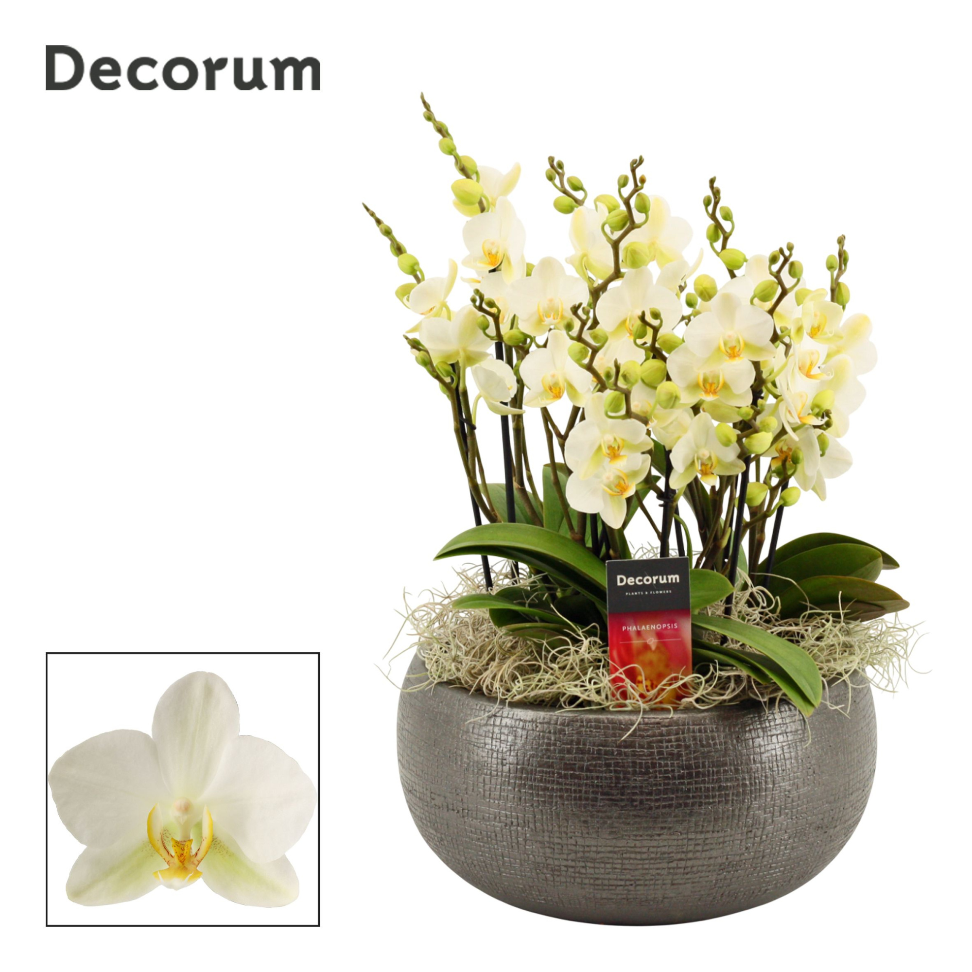 Nero dazzling Lausanne 9+ tak symphony (Deco-collection), D 27