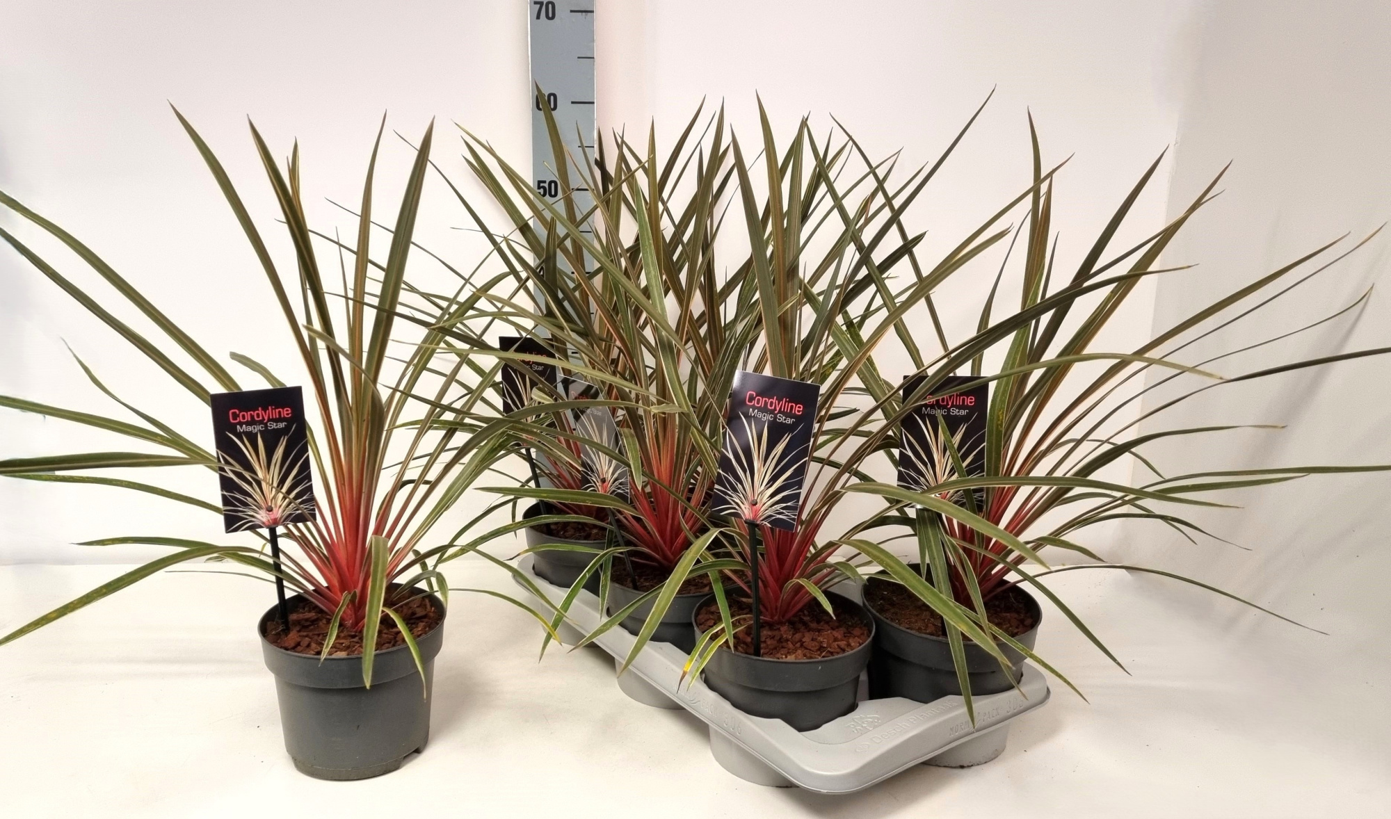 Cordyline australis 'Magic Star' P17, D 17 cm