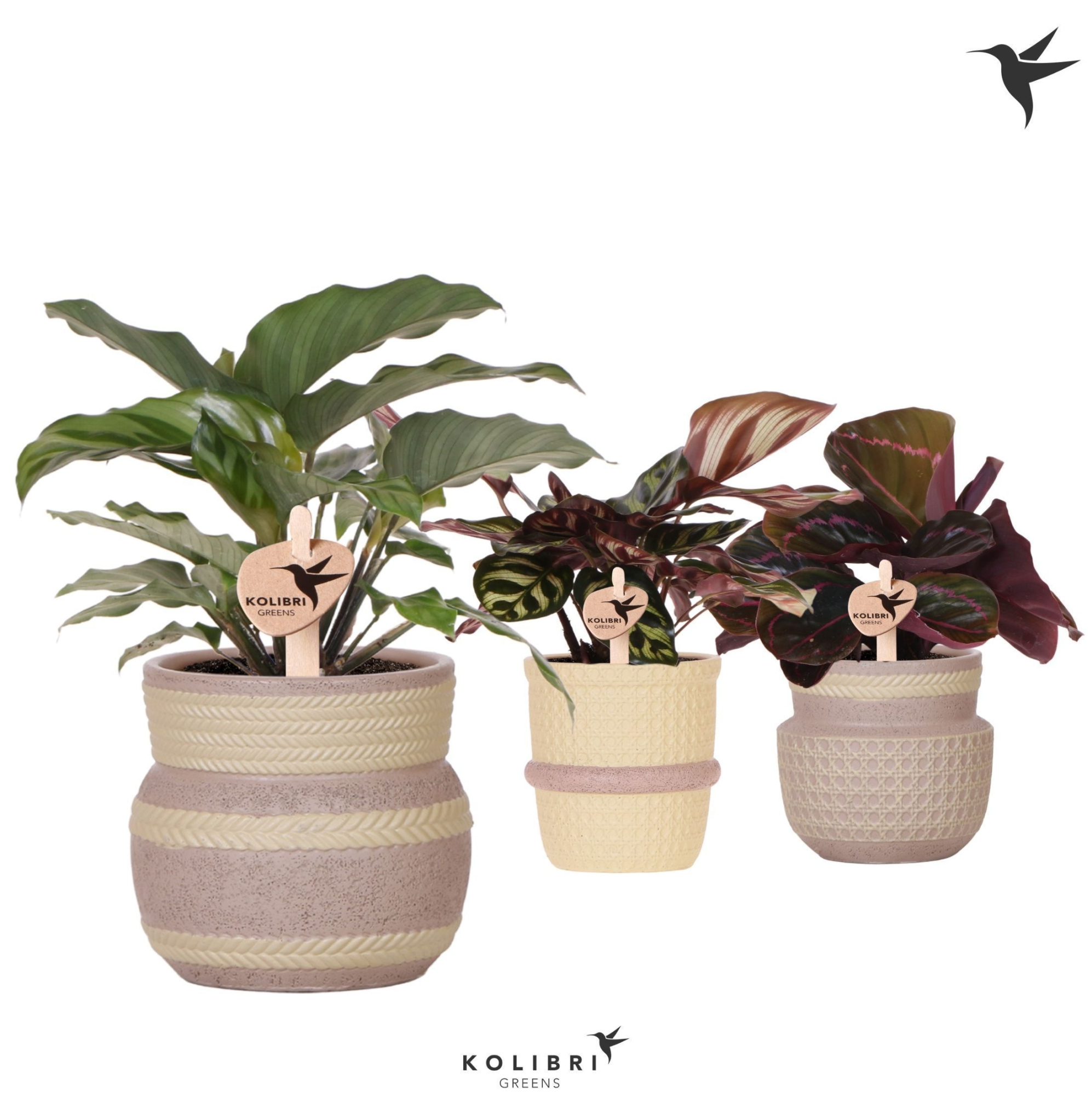 Kolibri Greens Calathea mix in Ethnic pot khaki mix, D 9 cm