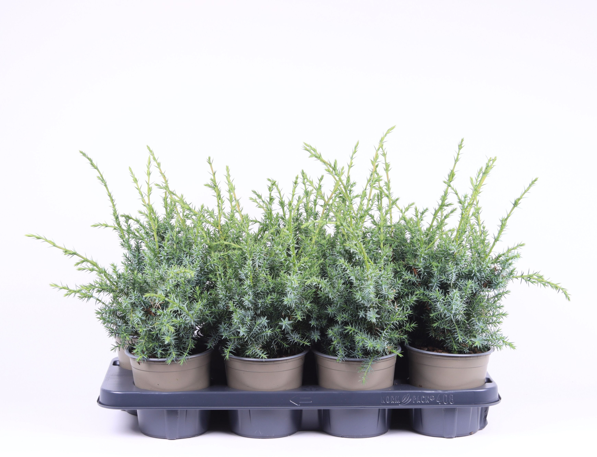 Juniperus chinensis 'Blue Alps', D 13 cm