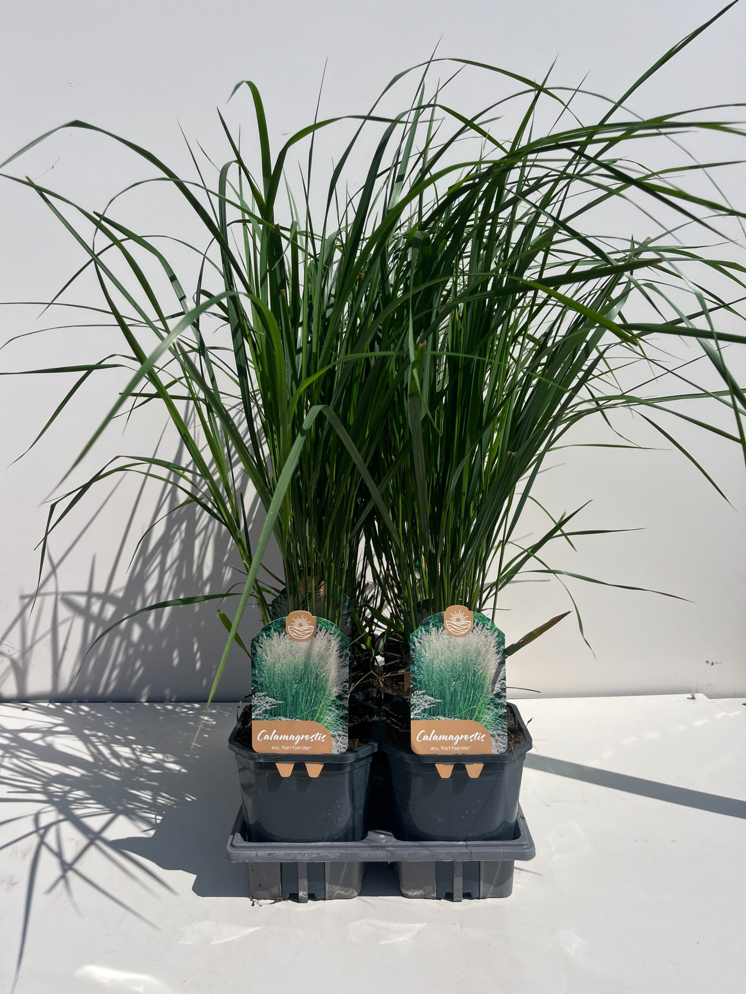 Calamagrostis x Acutiflora Karl Foerster, D 17 cm