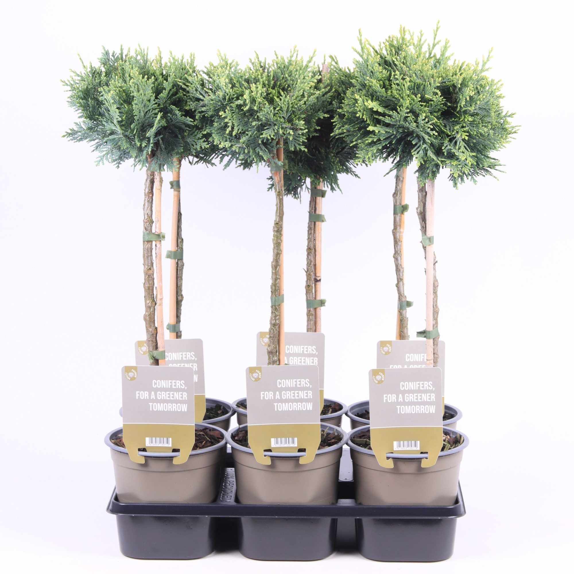 Chamaecyparis laws. 'White Spot' - op stam P15, D 15 cm