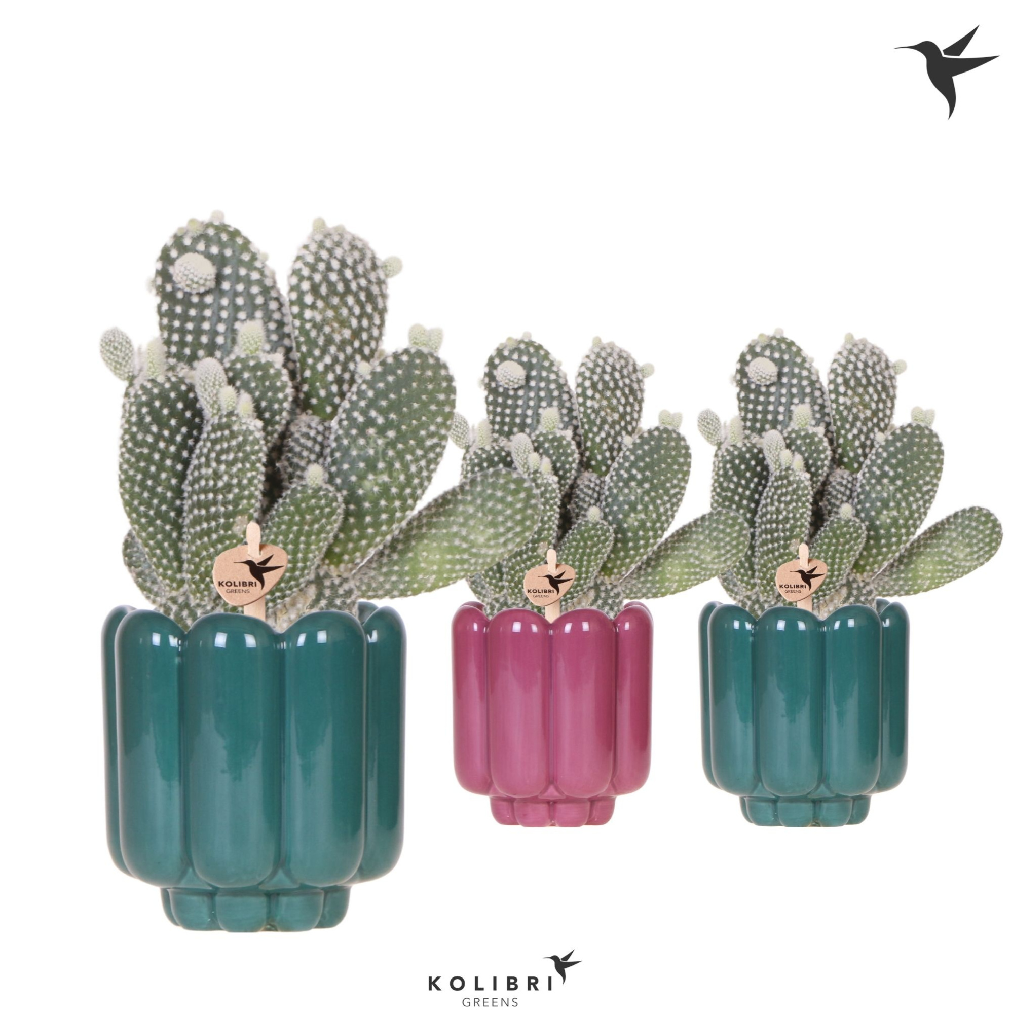 Kolibri Greens Opuntia white in Retro pot green mix, D 9 cm