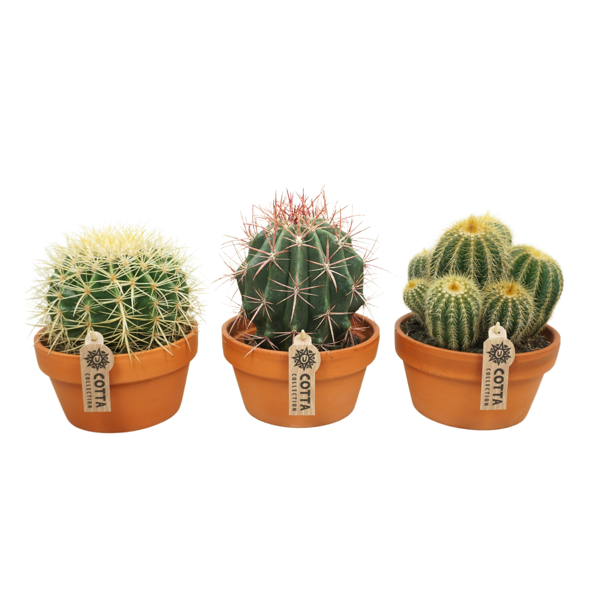 Bolcactus mix 17 cm, D 17