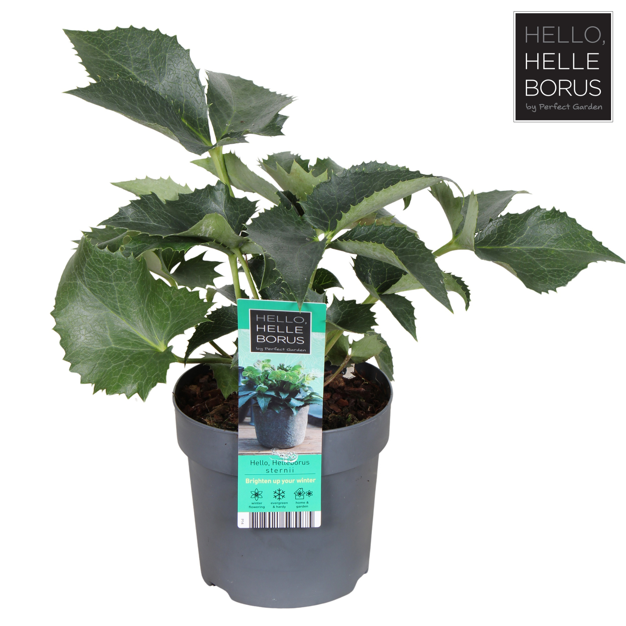 Helleborus sternii P14, D 14 cm